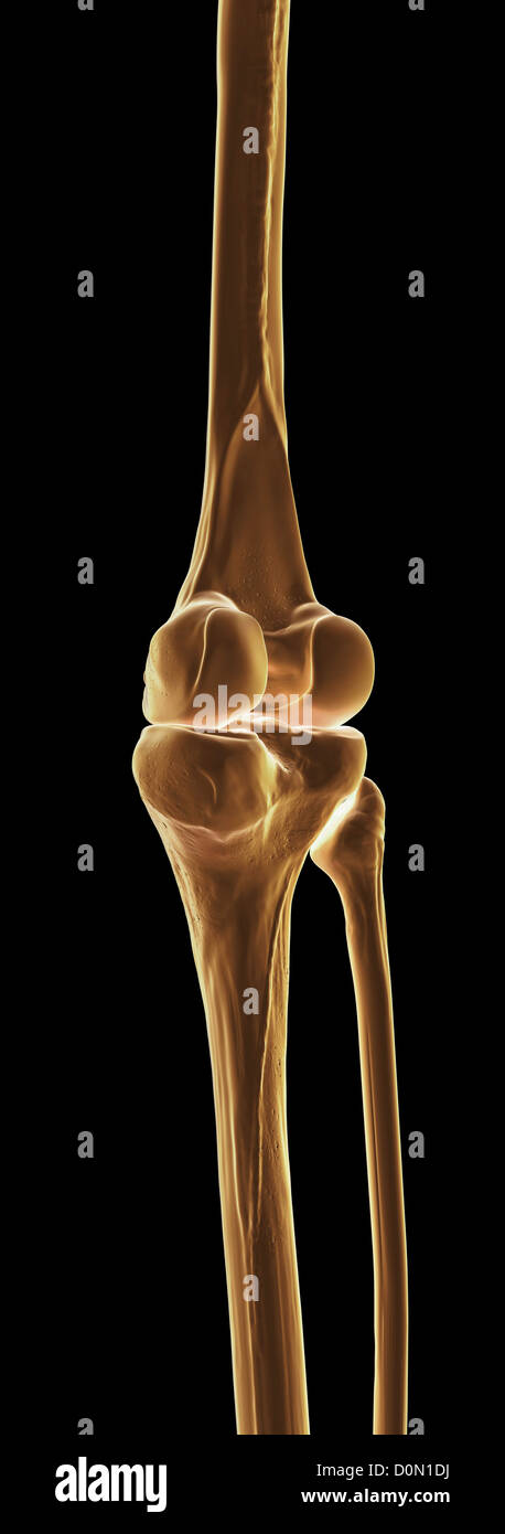 Model showing the human knee joint and its connecting bones. Stock Photo