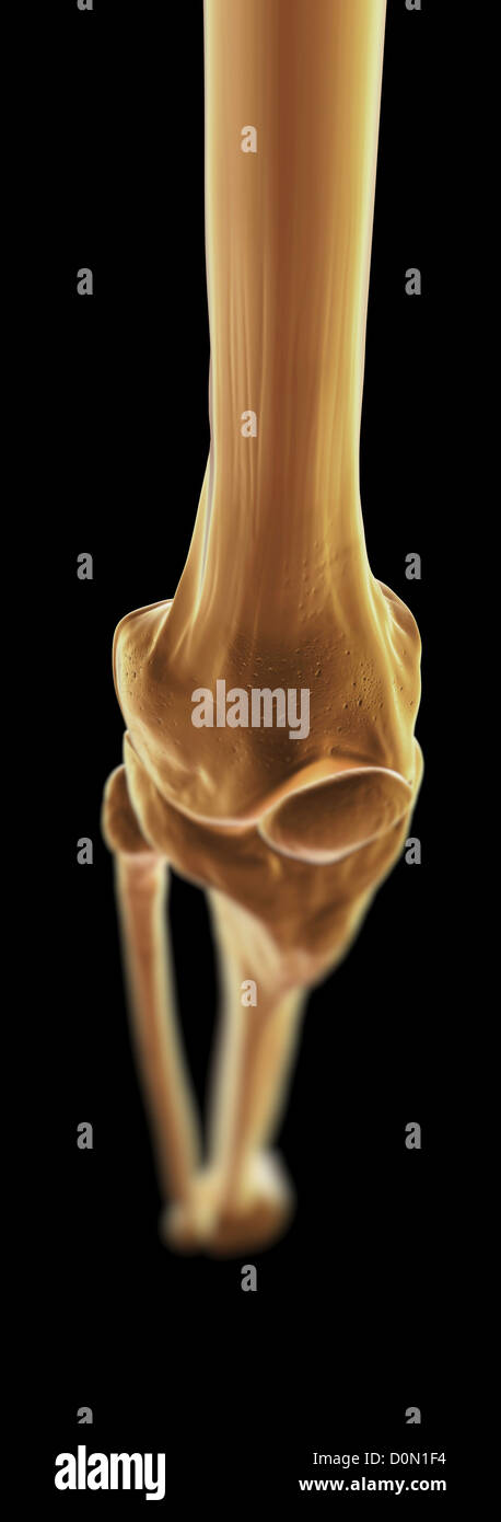 Medial femoral condyle hi-res stock photography and images - Alamy
