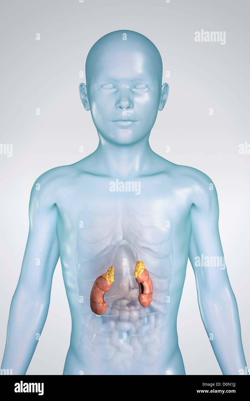 Anatomical model of a child showing the kidneys Stock Photo Alamy