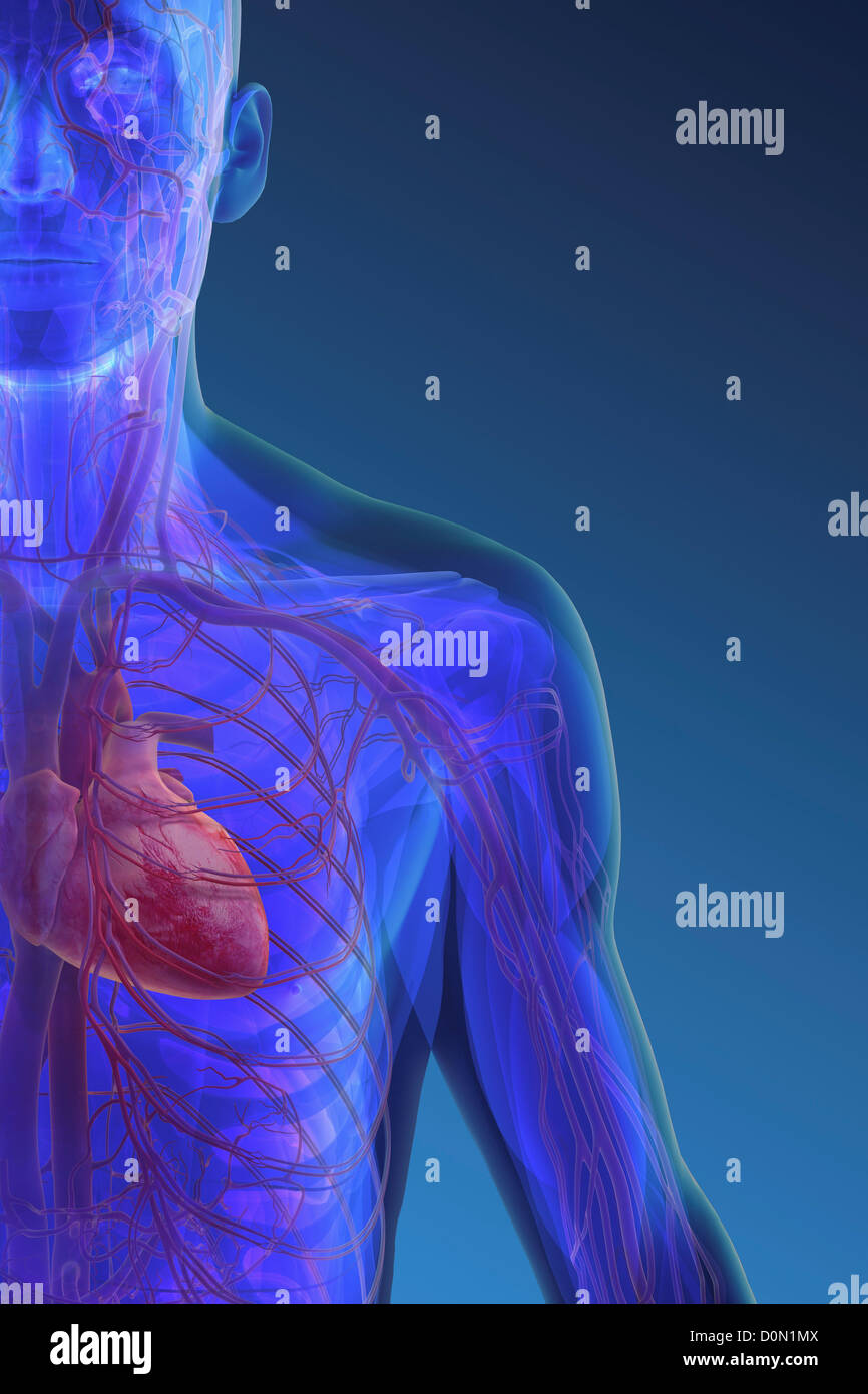 Anatomical model showing the heart and blood vessels positioned within the human chest. Stock Photo
