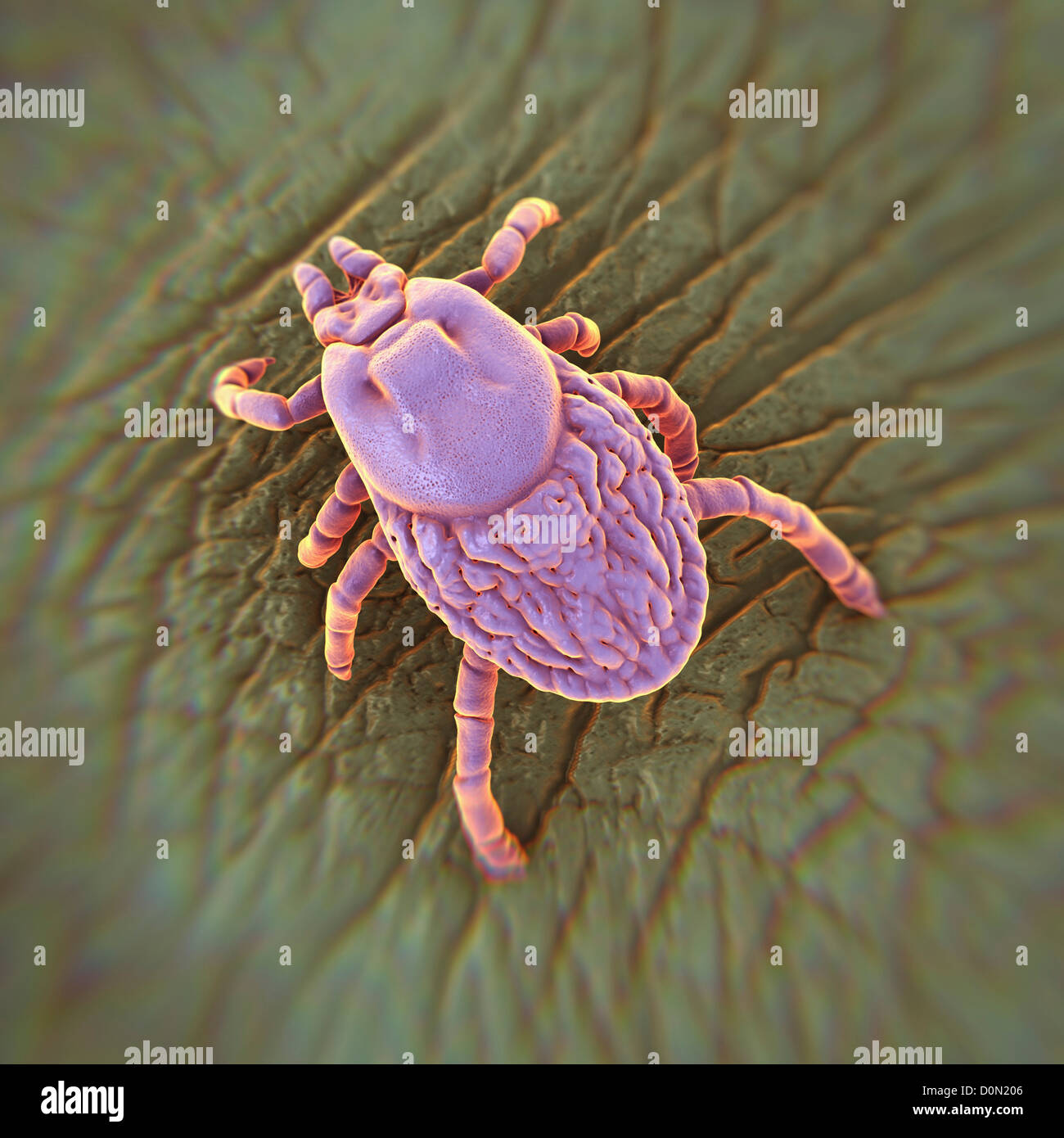 A close up view of a tick (Ixodes), an ectoparasite that lives on the blood of mammals or by hematophagy. Stock Photo