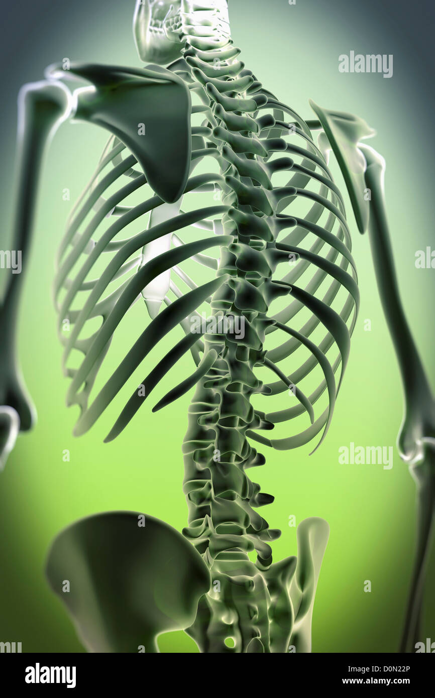 Anatomical model showing spinal alignment in relation to the bones of