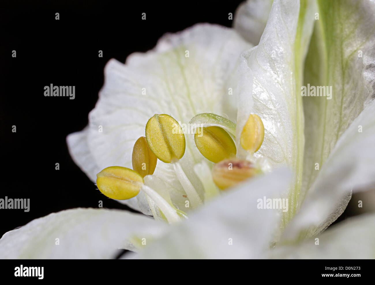 Anthers before opening to produce pollen in Peruvian Lilly, Alstroemeria species, a flower commonly cut for sale in the UK Stock Photo