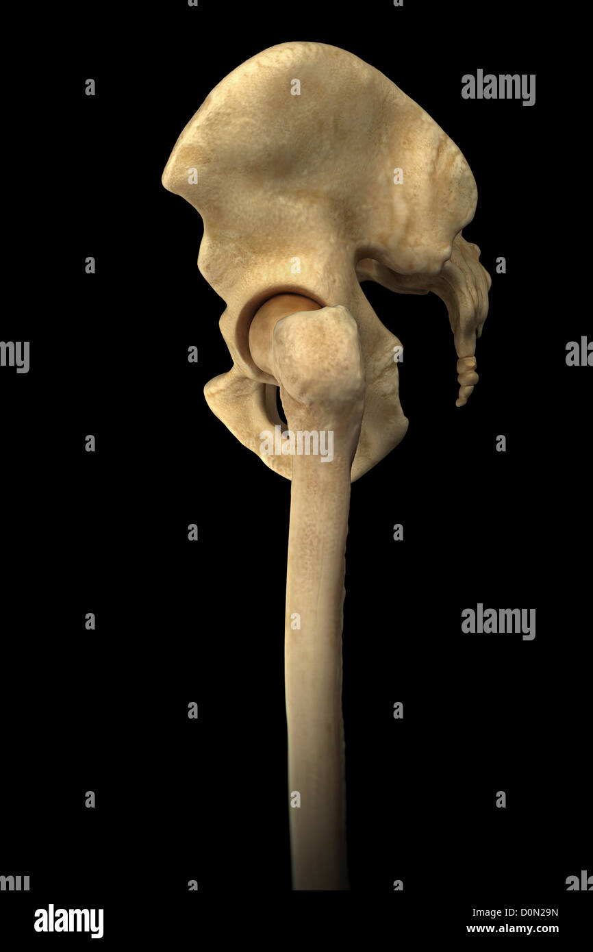 Pelvic Hip Bones Labeled Side View Stock Illustration, 48 OFF