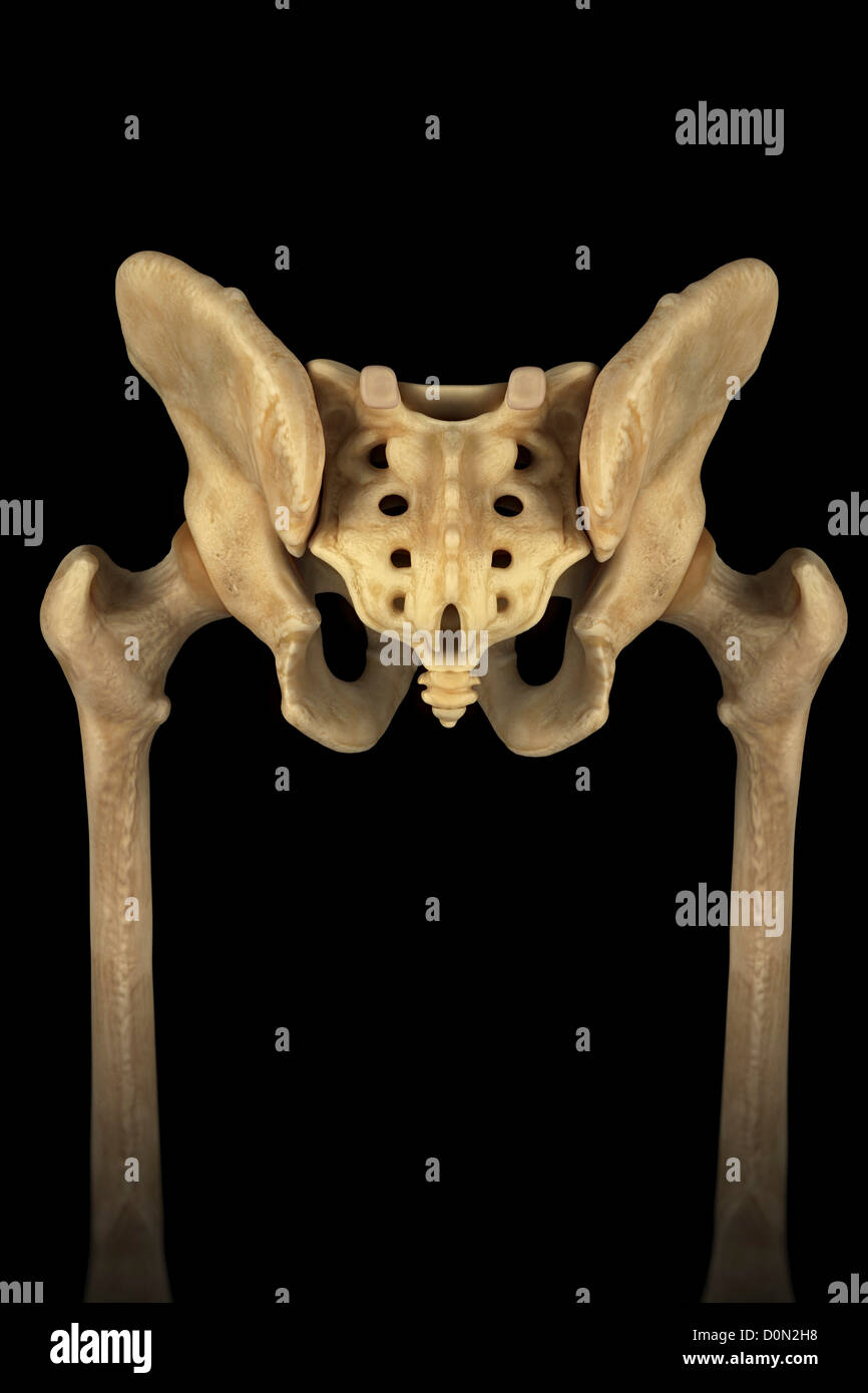 Rear view of the male pelvis, sacrum and hip joints. Stock Photo