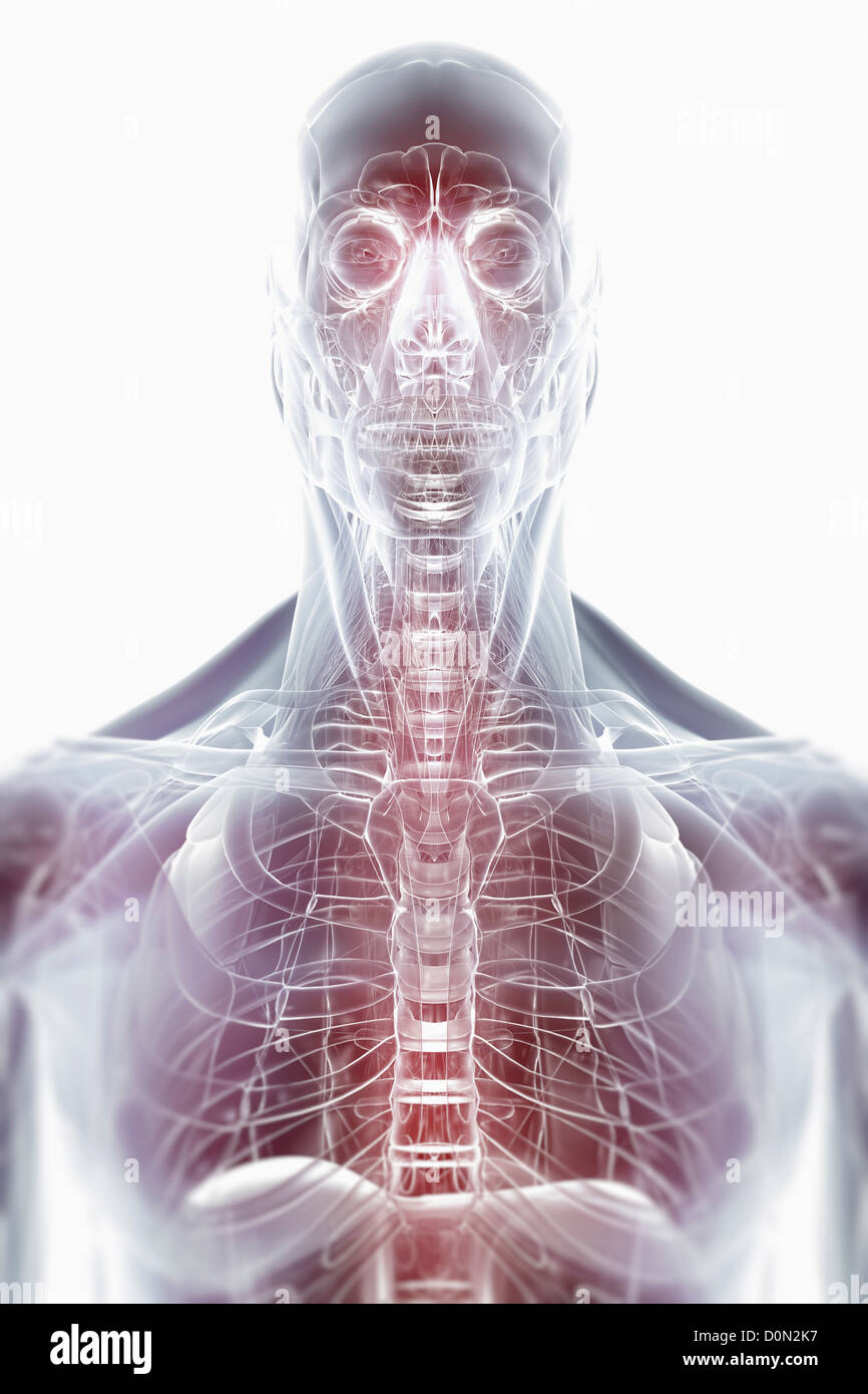 A stylized view of the head and neck. The deep anatomy is highlighted in red. Stock Photo