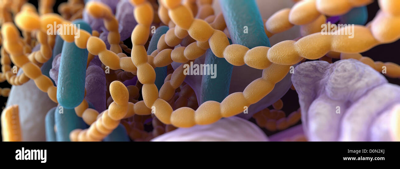 Coccus Shaped Bacteria High Resolution Stock Photography and Images - Alamy