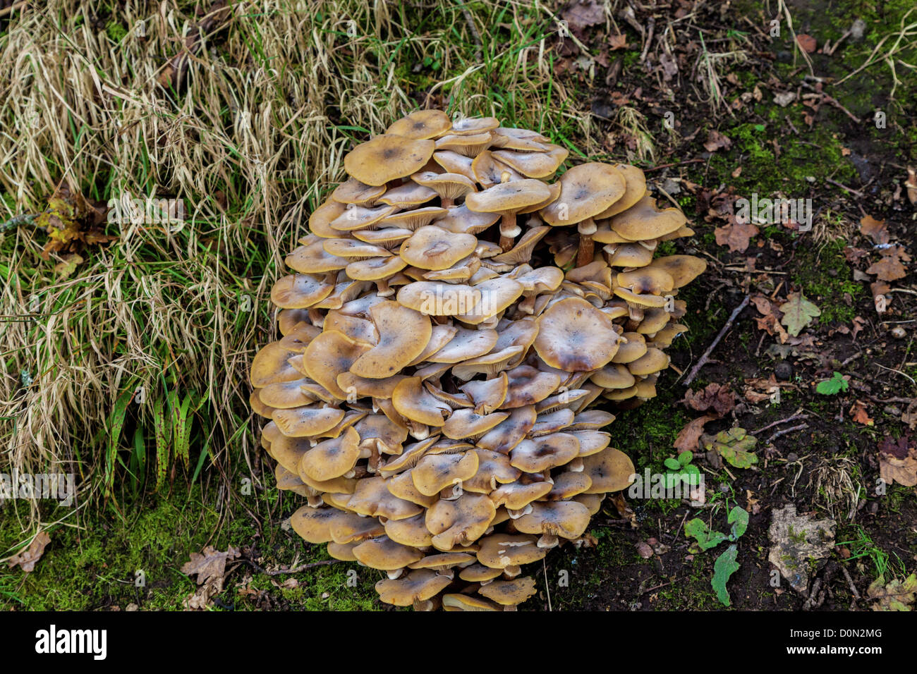 Honey fungus growing on an old tree root Stock Photo Alamy
