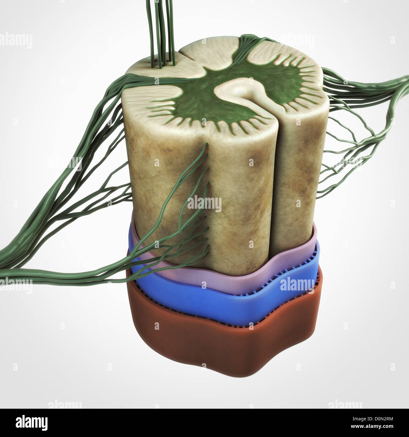 Dorsal View Of Spinal Cord High Resolution Stock Photography and Images