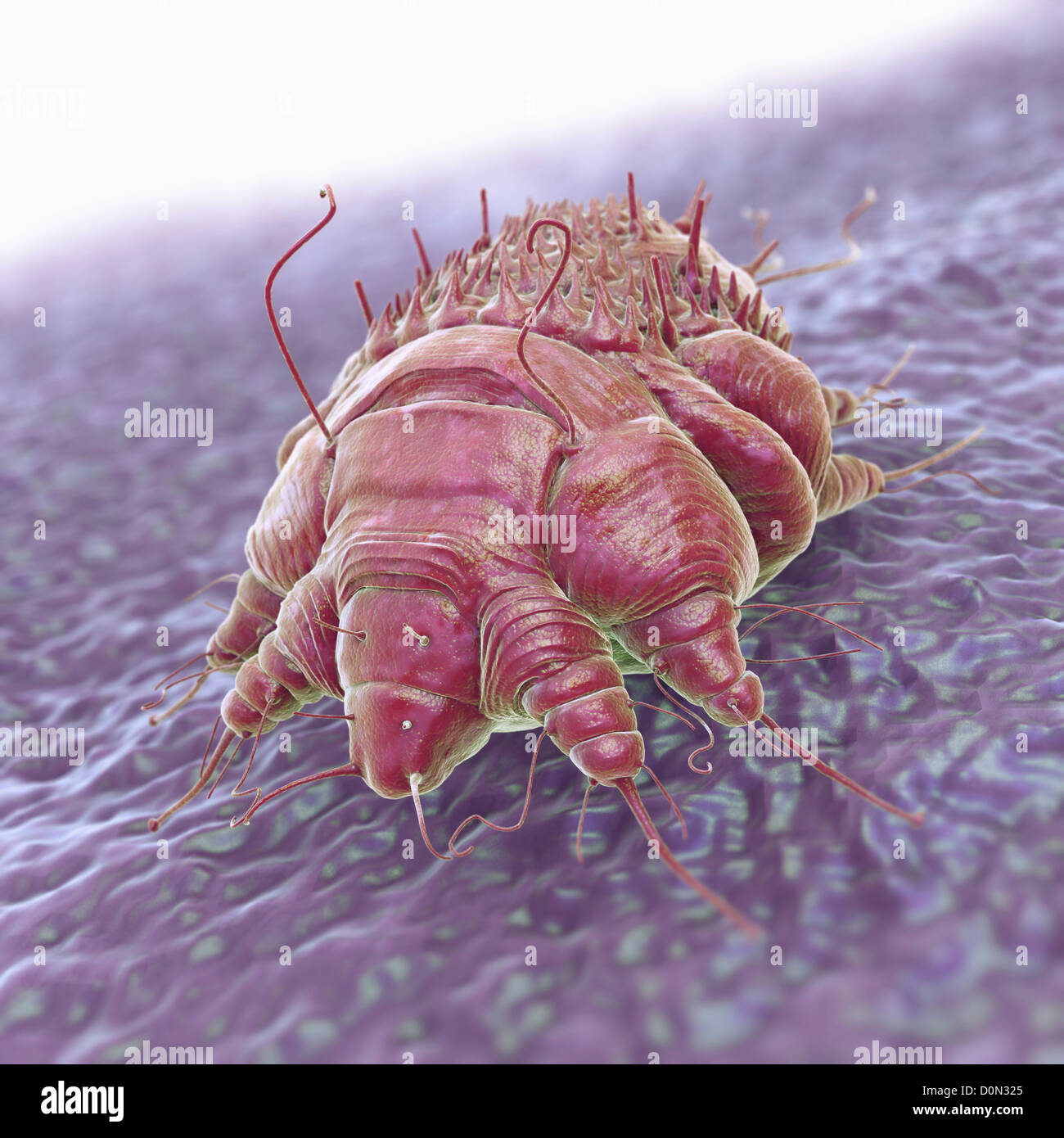 A single Sarcoptes scabiei mite which is cause contagious skin infection Scabies. mite burrows under host's skin causing Stock Photo