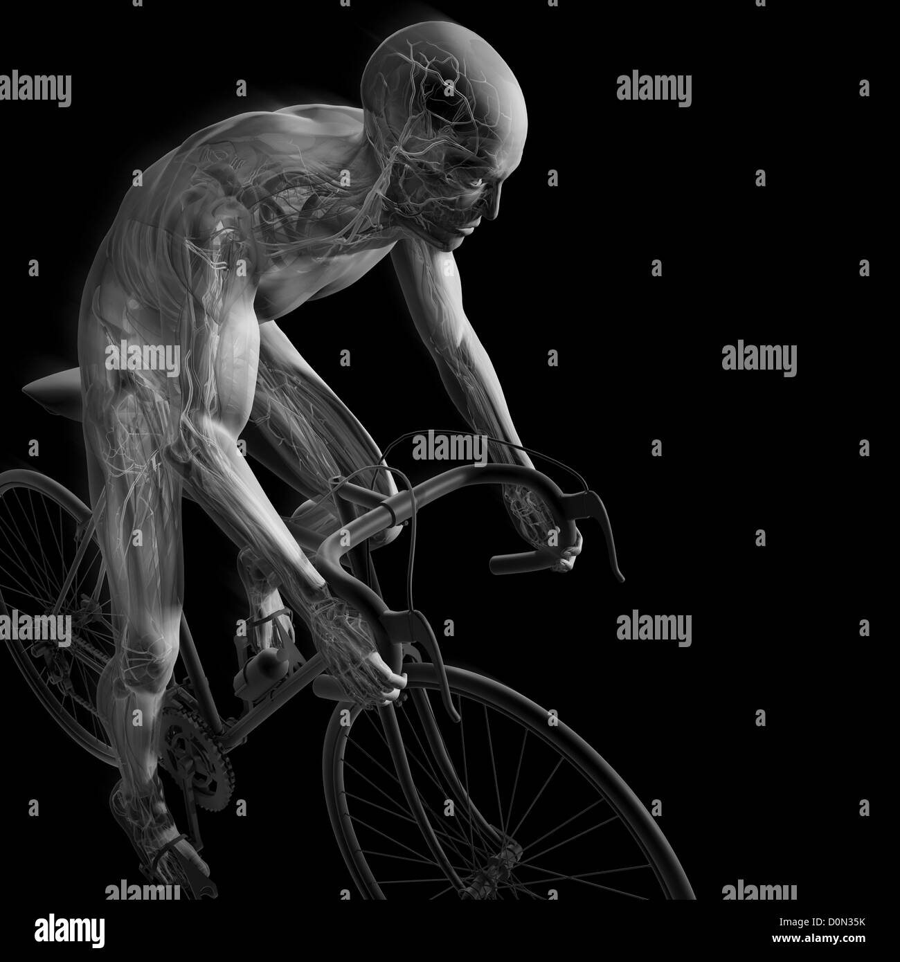 Male figure cycling a bicycle. The internal anatomy is visible within the body. Stock Photo