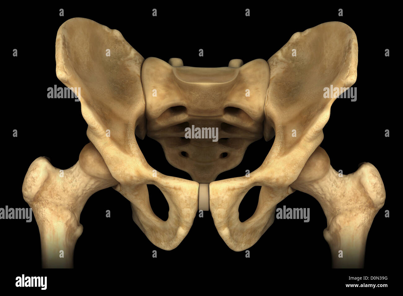 Front view of the male pelvis and hip joints. Stock Photo