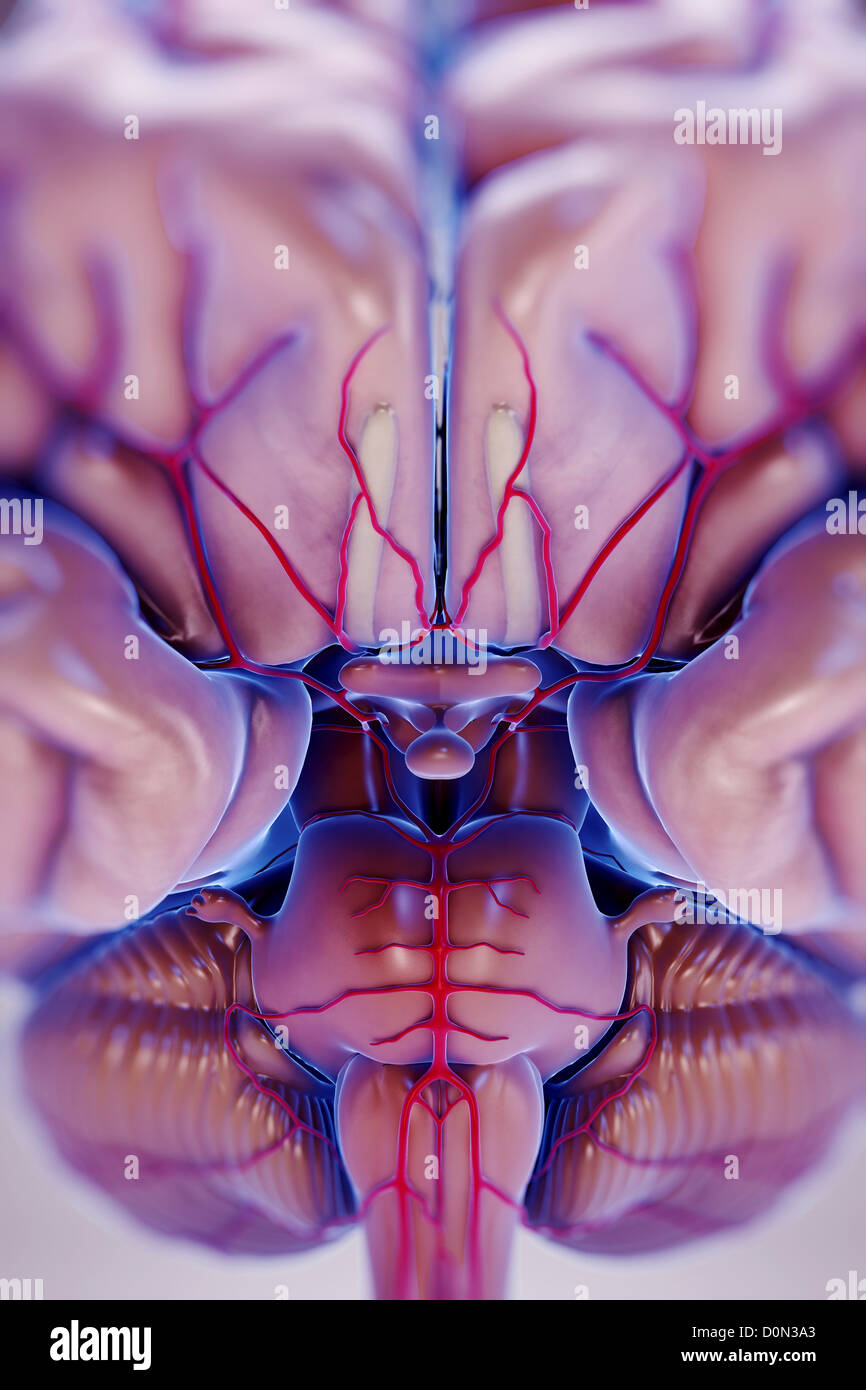 Close up view of brain and brain stem anatomy with the arterial supply