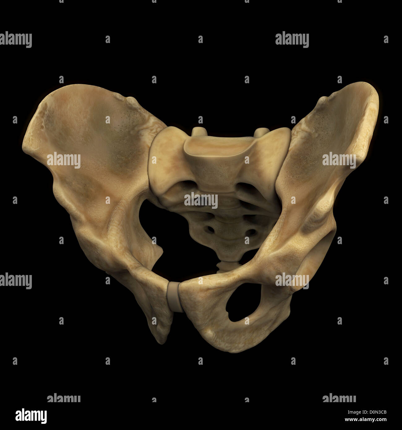 The bones of the male pelvis viewed from a three-quarter perspective. Stock Photo
