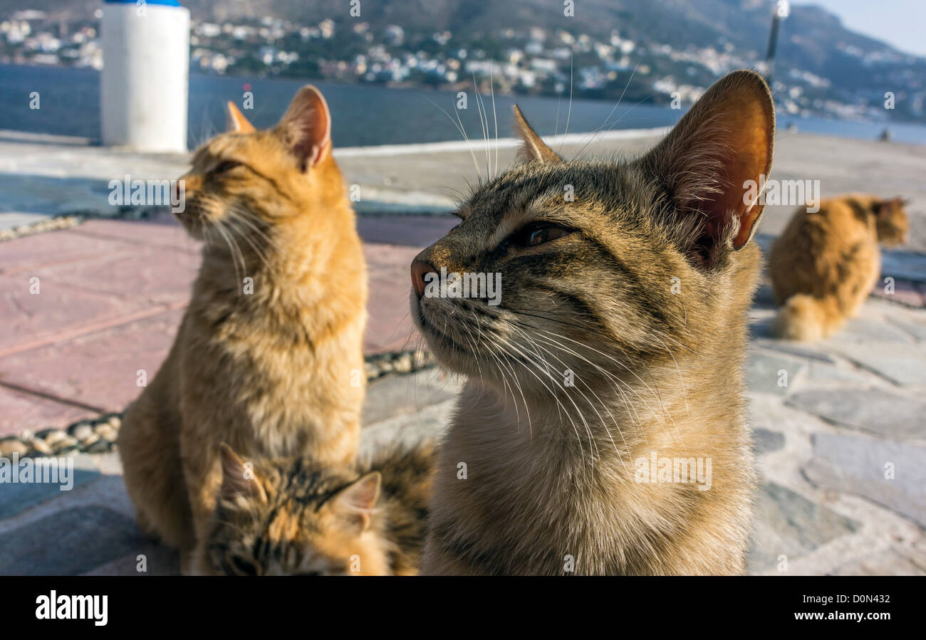 Feral cats, on the harbor, Greece Stock Photo