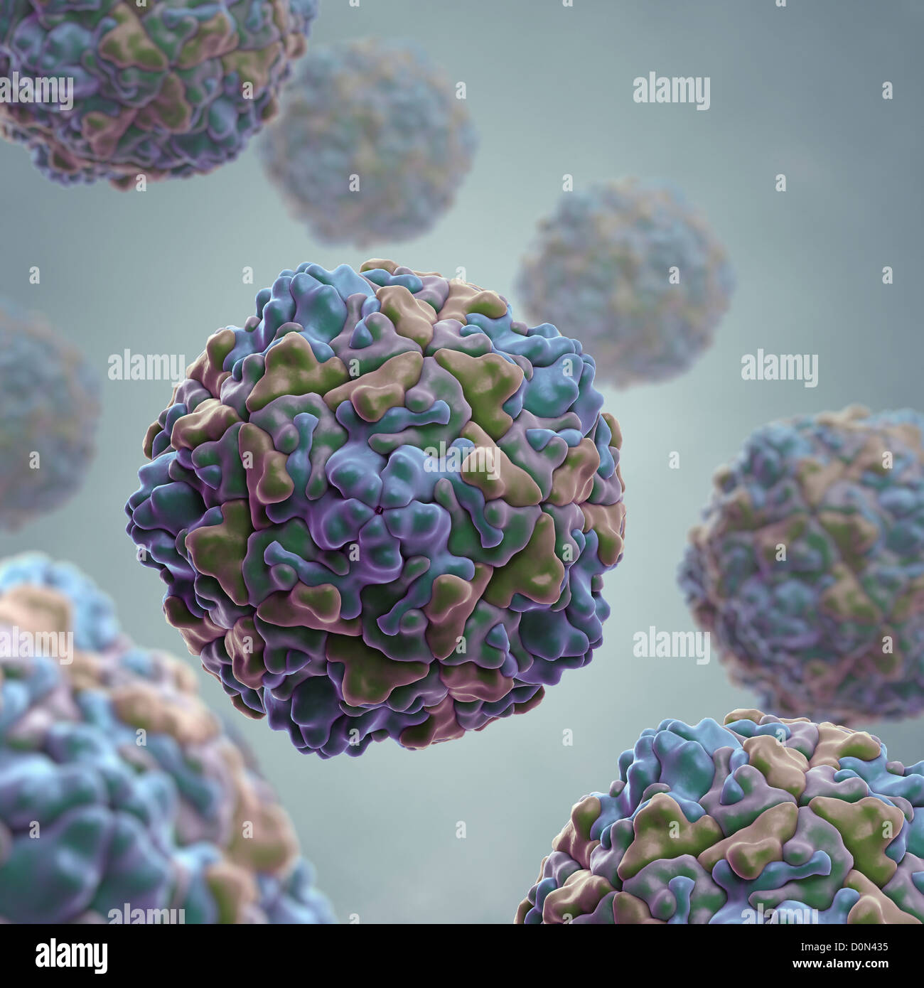 Structure ECHO (Enteric Cytopathic Human Orphan) virus (PDB 1EV1) type RNA virus that belongs genus Enterovirus Picornaviridae Stock Photo