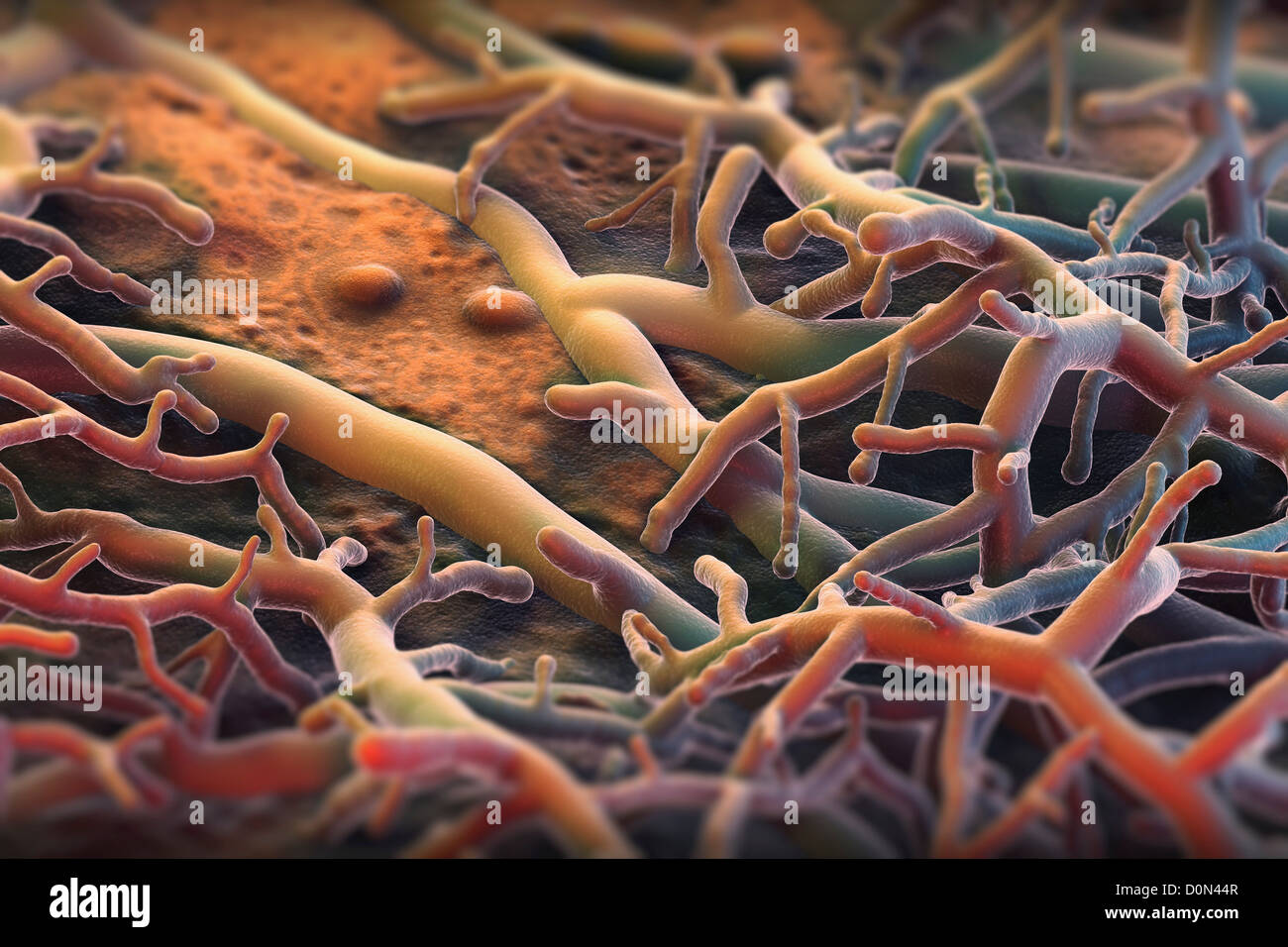 Athlete's foot fungus hi-res stock photography and images - Alamy