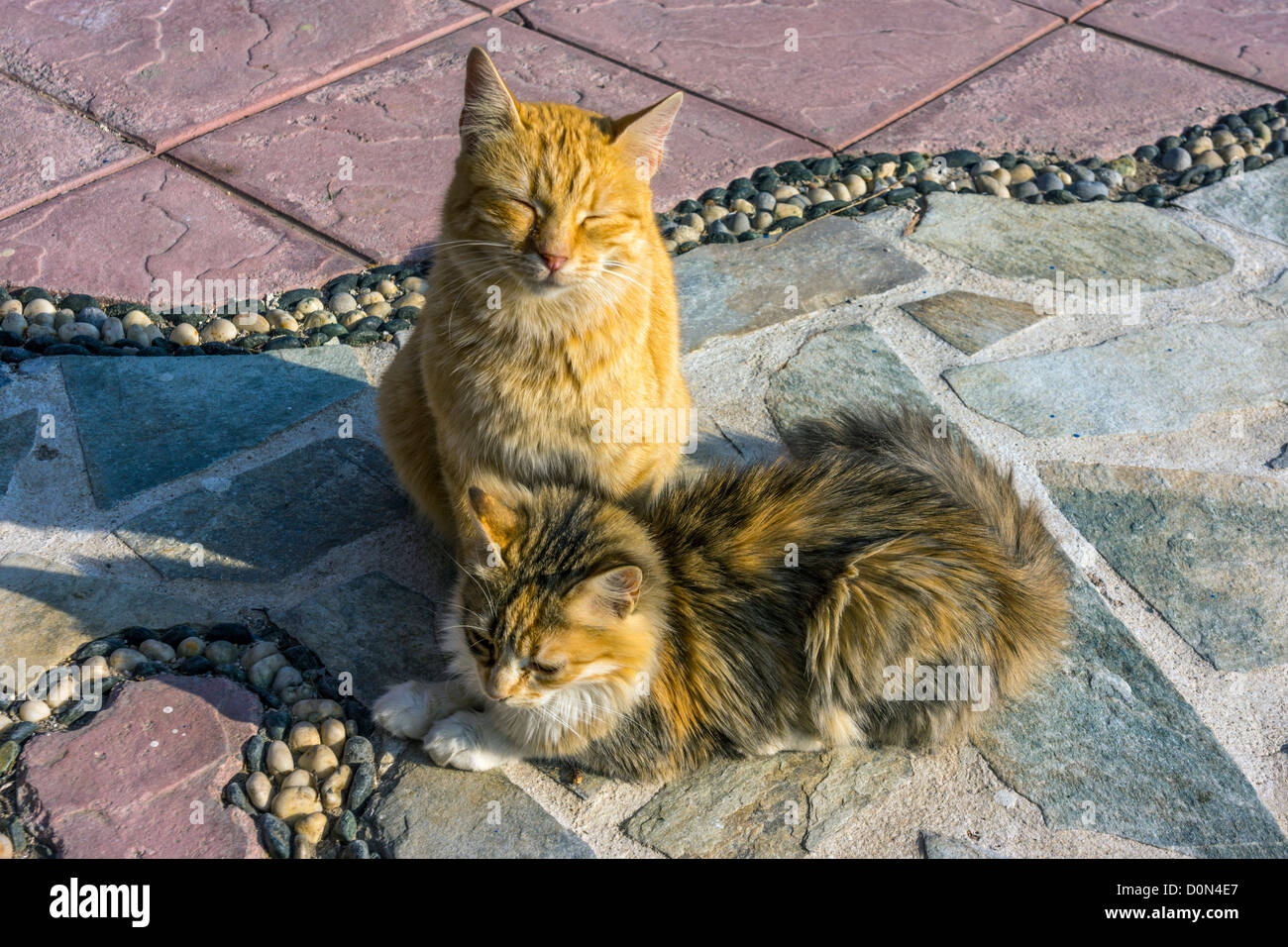 Ginger Feral cats, enjoying the sunshine on the harbor, Greece Stock Photo