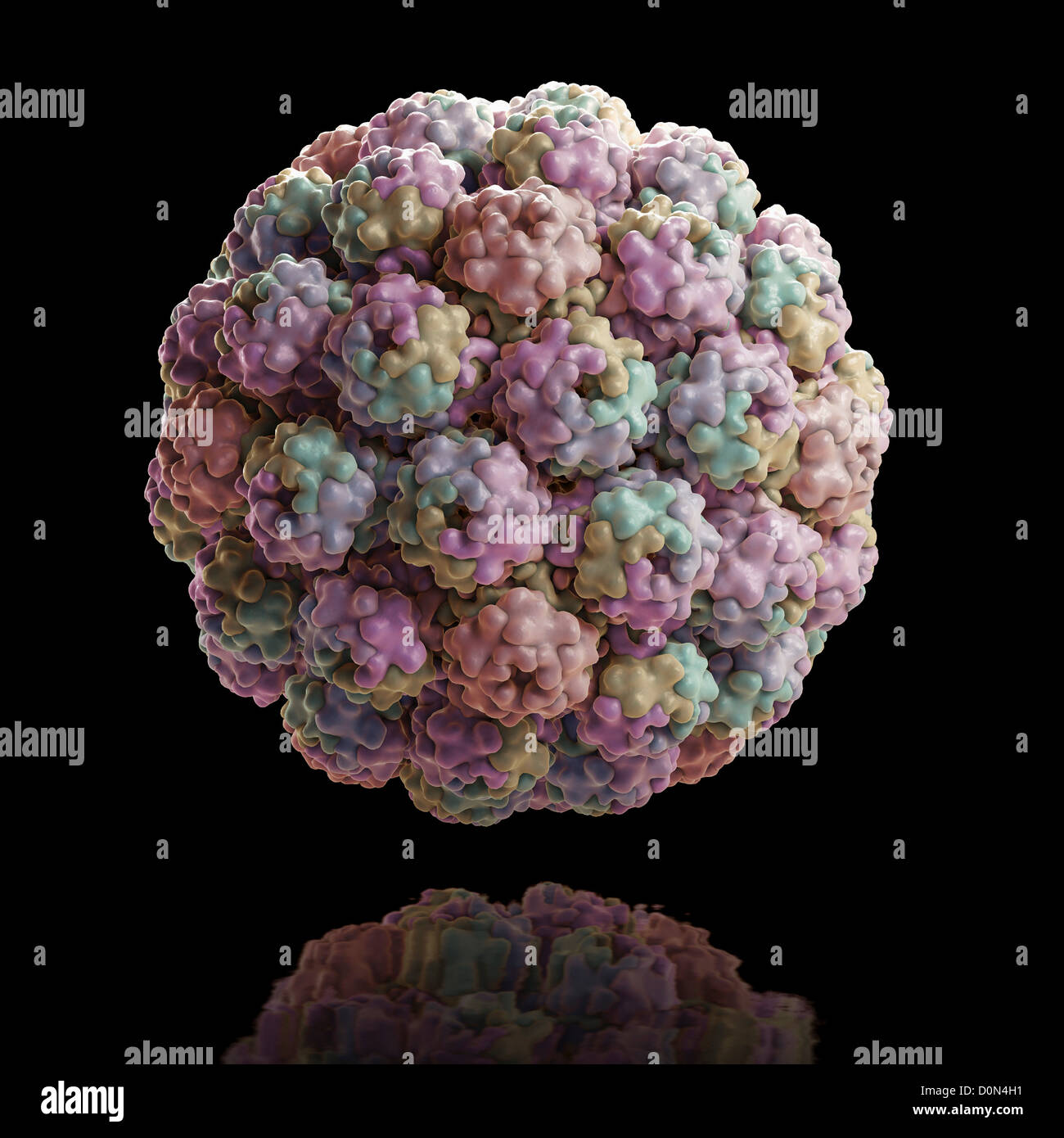 Structure Murine Polyomavirus (PDB 1SID). Polyomaviruses have been extensively studied as tumor viruses leading fundamental Stock Photo