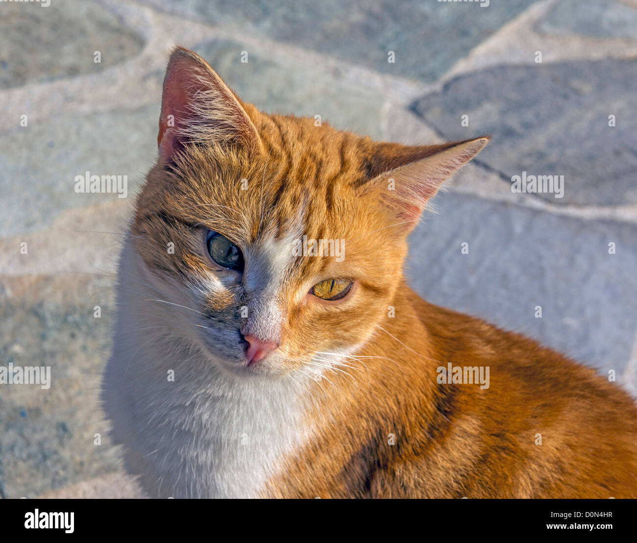Feral cats, on the harbor, Greece Stock Photo