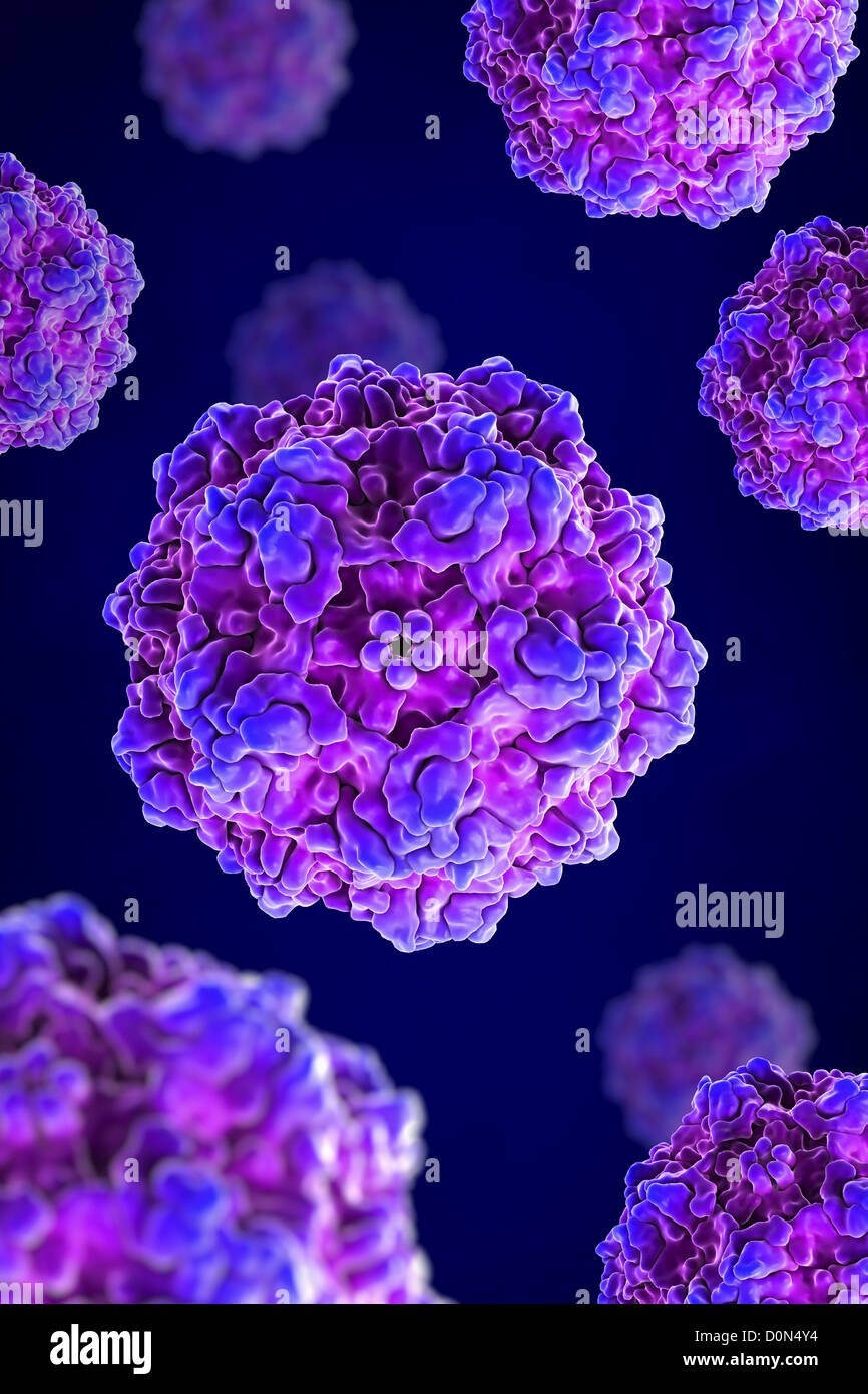 A cluster of Canine Parvovirus particles (PDB 1C8D Stock Photo Alamy