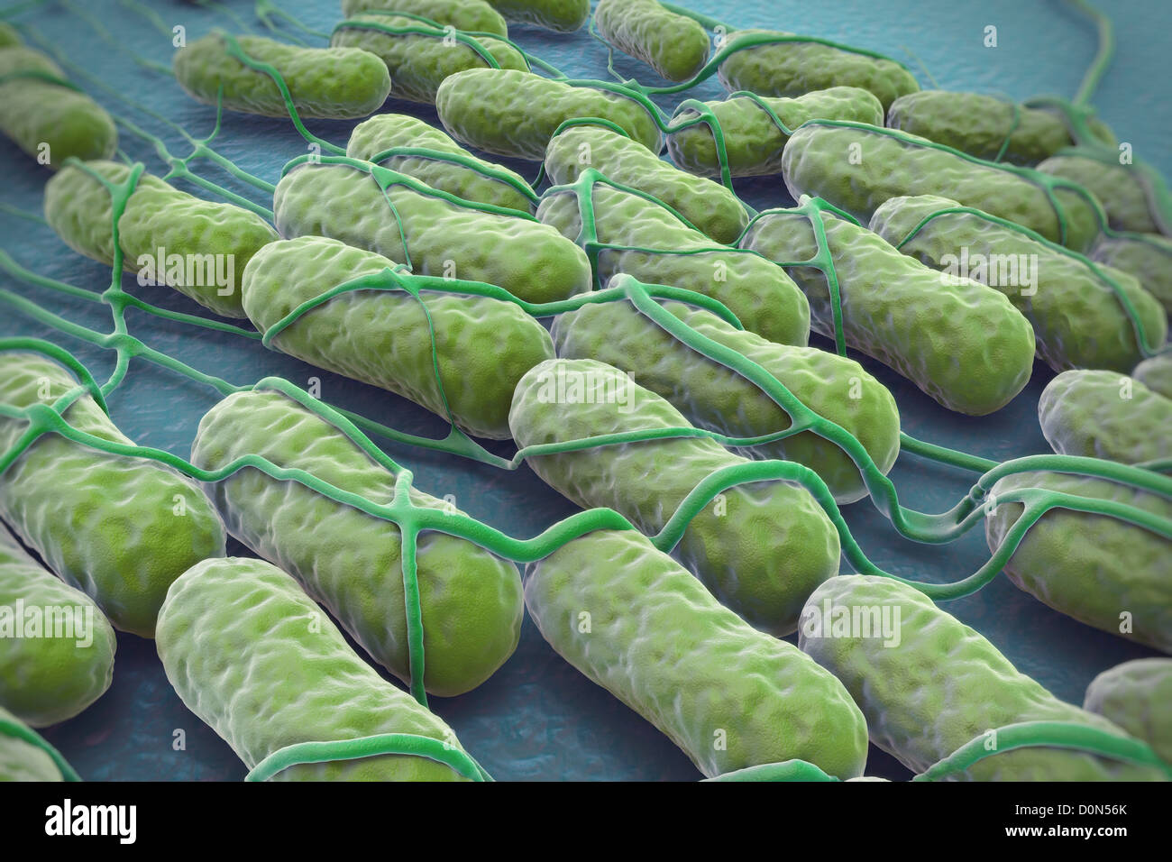 A culture of Salmonella bacteria on a plane surface. Salmonella is a genus of rod-shaped, Gram-negative bacteria. Stock Photo