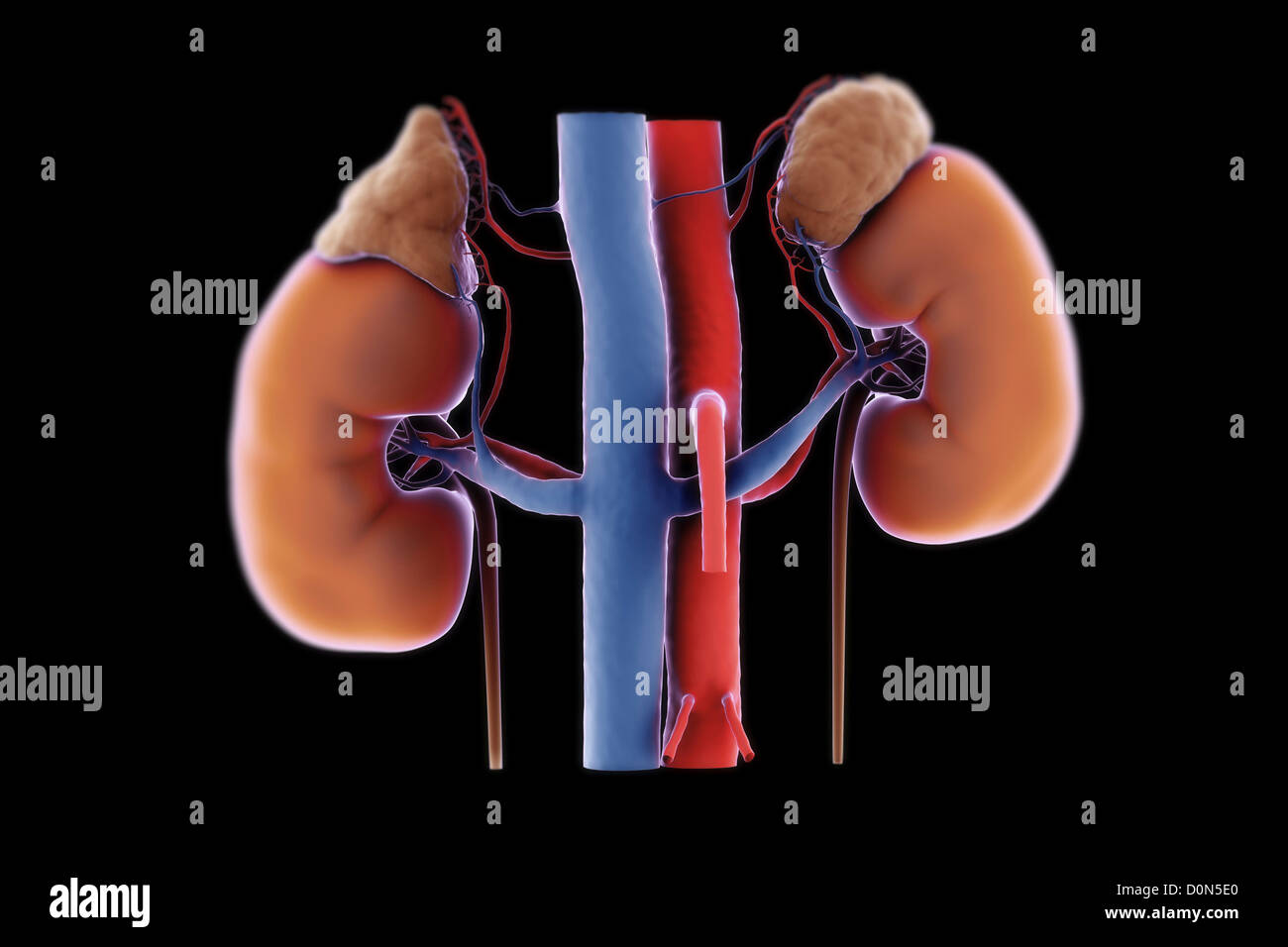 Rear lit pair kidneys their blood supply. right left kidneys are transparent reveal inner calyx structures. adrenal glands are Stock Photo