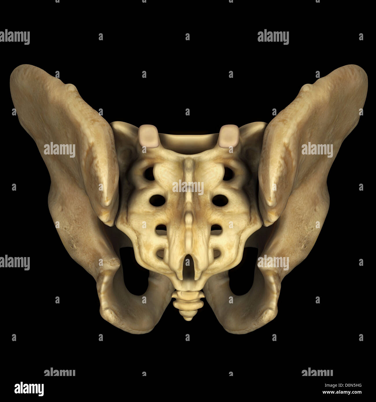The bones of the male pelvis viewed from a rear perspective. Stock Photo