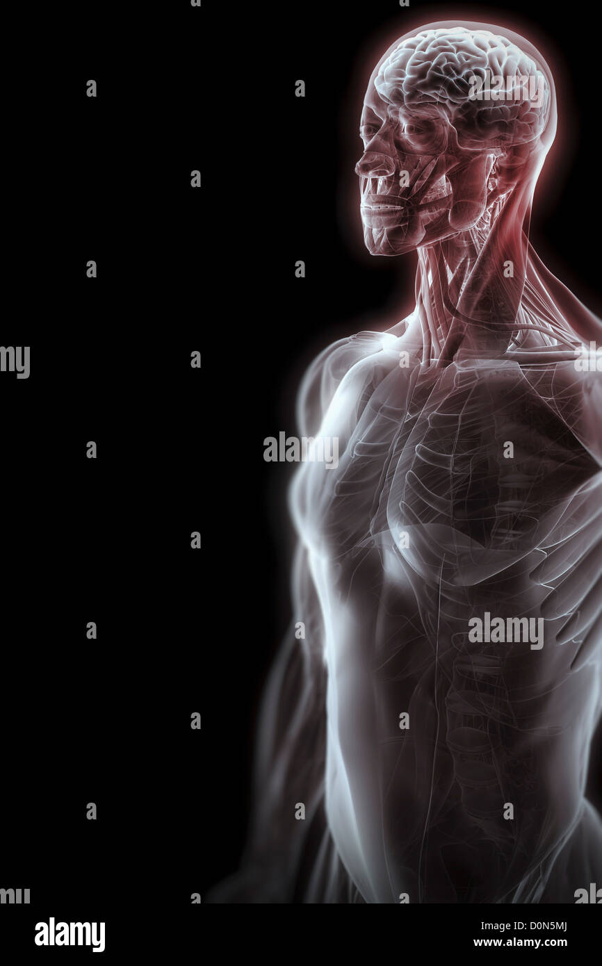 Translucent Muscles A transparent skin reveals muscles skeletal structures upper body ...