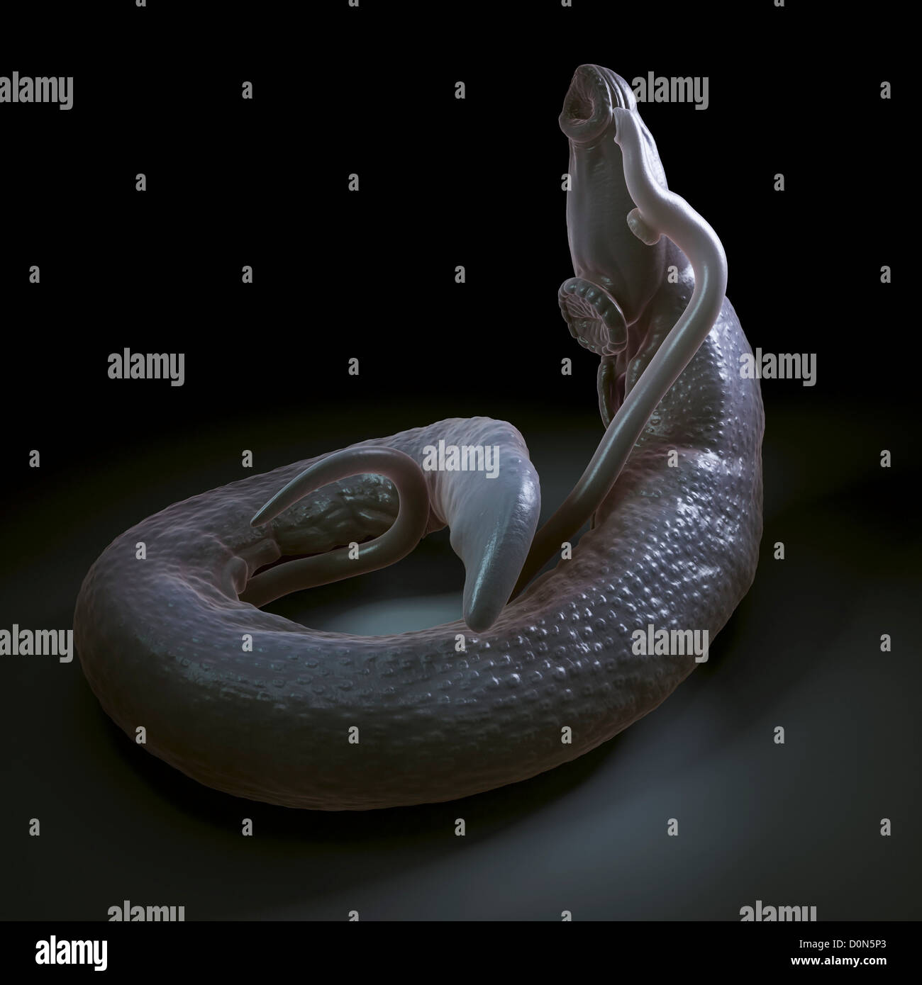 Schistosomiasis also known as snail fever is parasitic disease caused parasitic worm genus