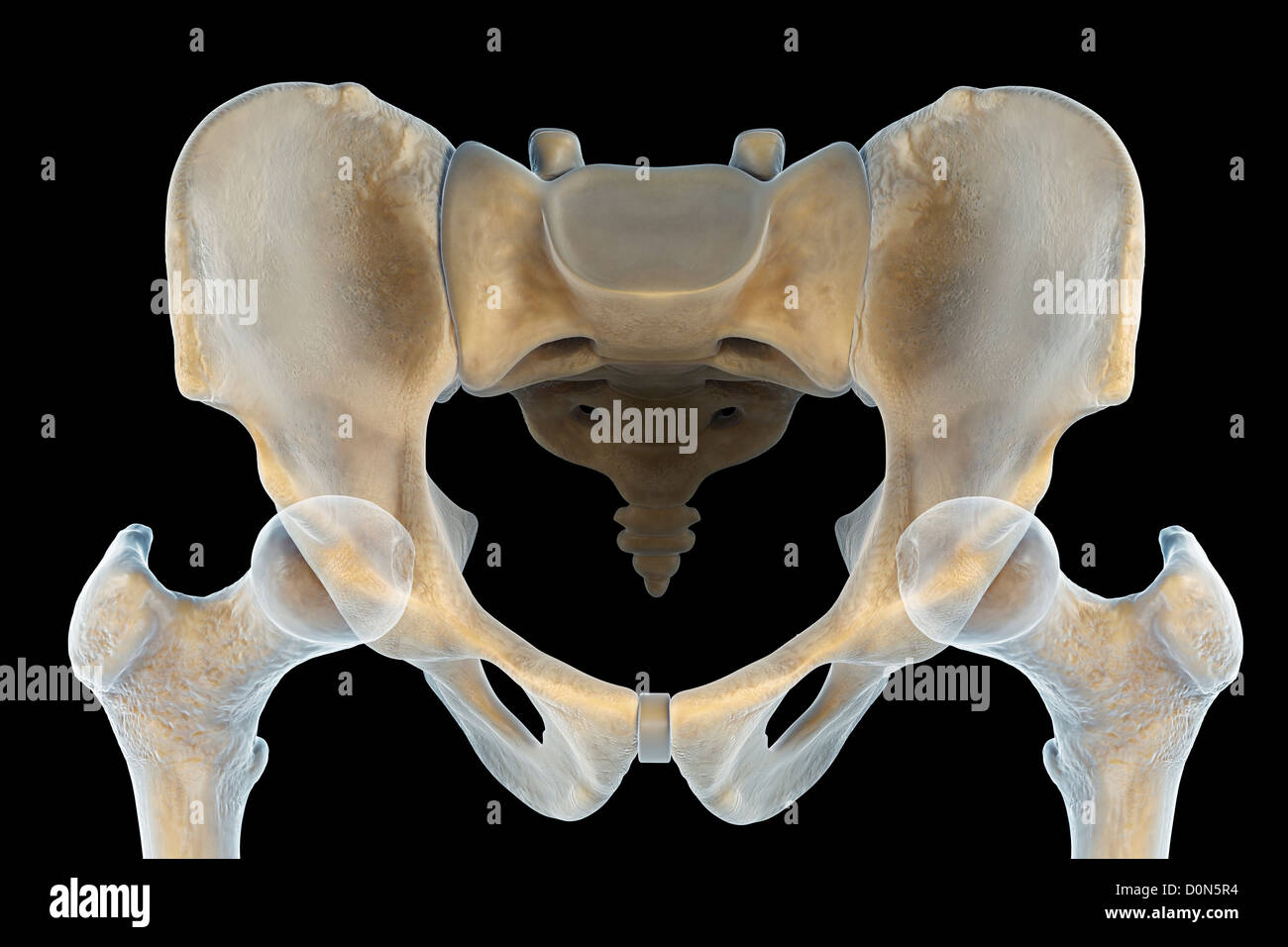 Front superior view of the male pelvis, sacrum and hip joints. Stock Photo