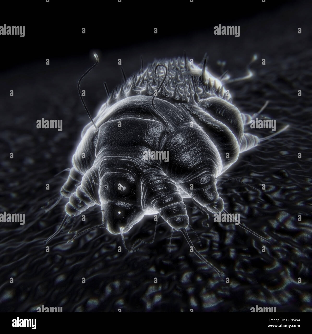 A single Sarcoptes scabiei mite which is cause contagious skin