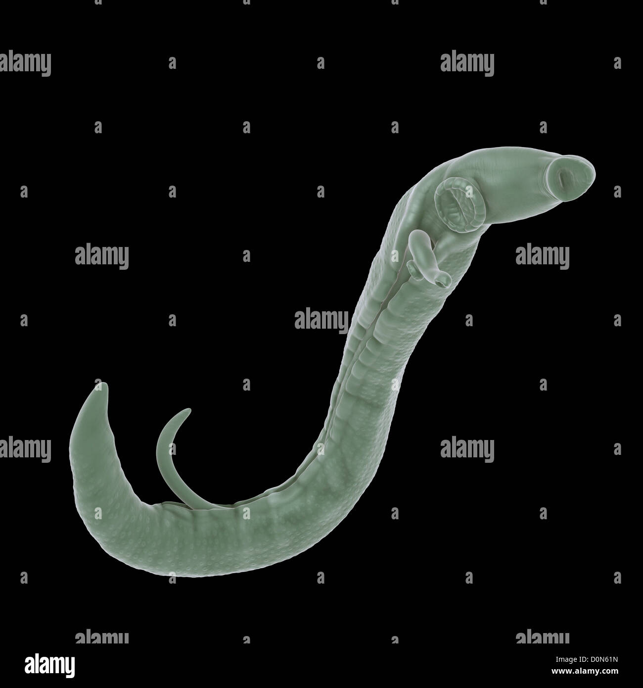 Schistosomiasis also known as snail fever is parasitic disease caused