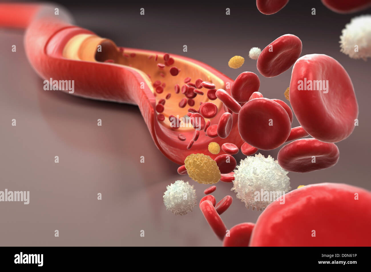 A section of a blood vessel with blood cells rushing towards the foreground. Stock Photo