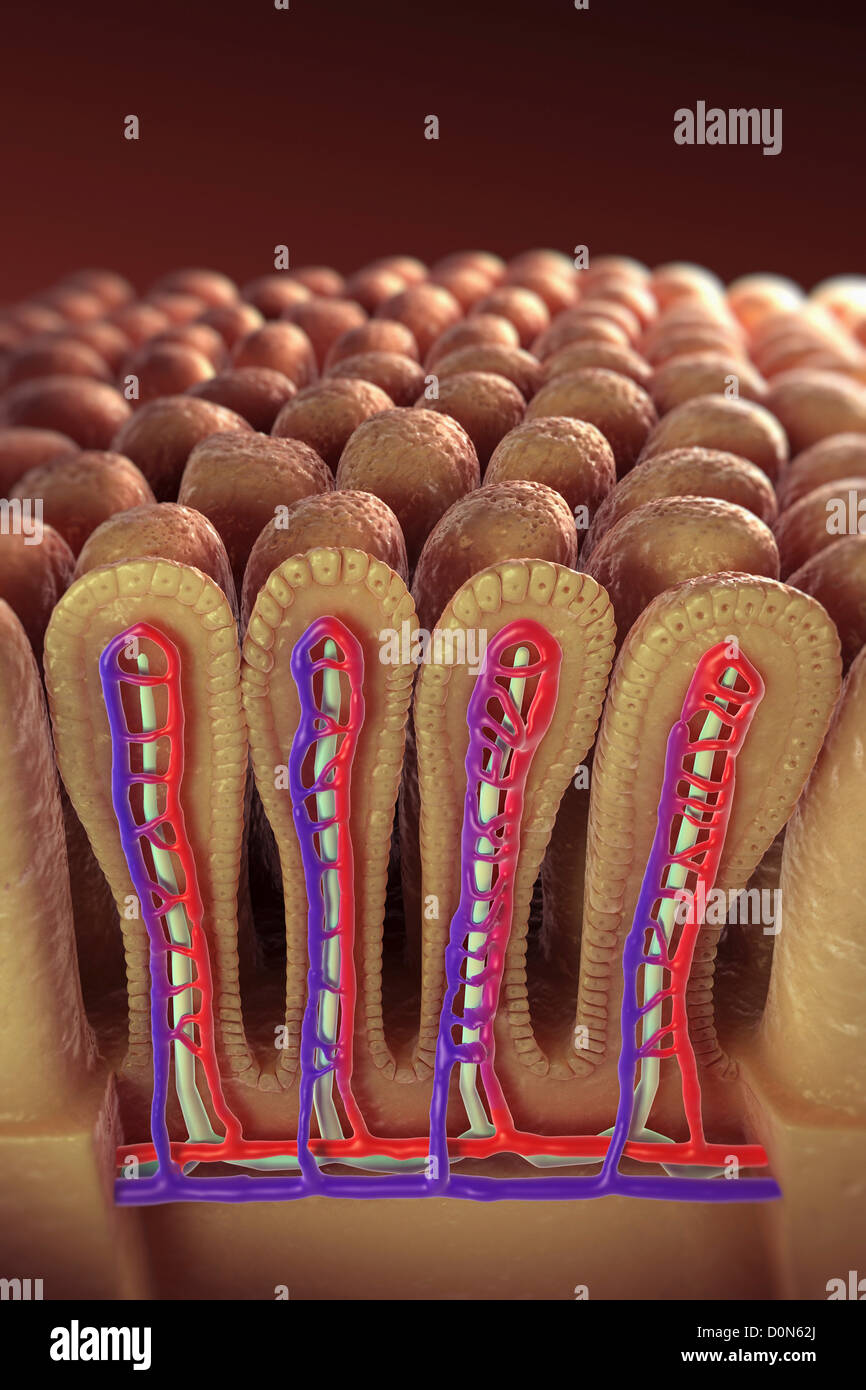 Sectional view intestinal villi revealing network blood vessels involved in transport absorbed