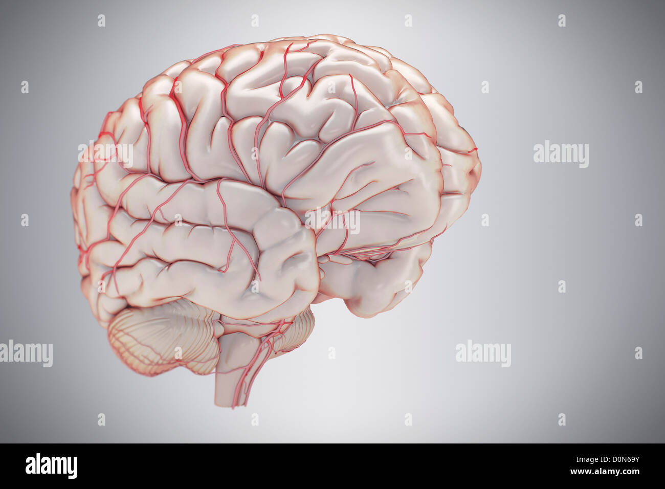 Three-quarter view of the brain and its blood supply. Stock Photo