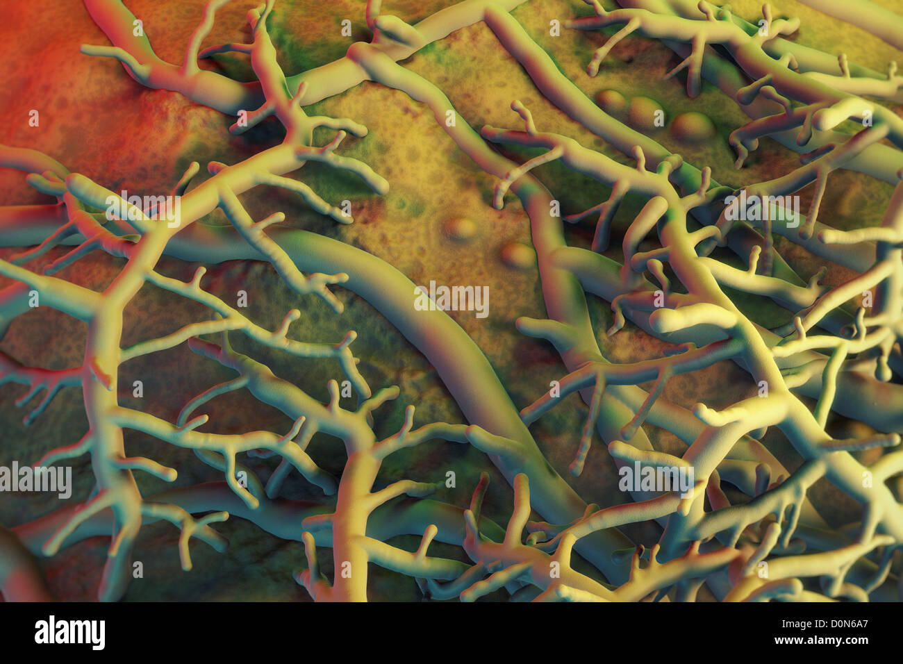 Close up view of athlete's foot fungus Stock Photo Alamy