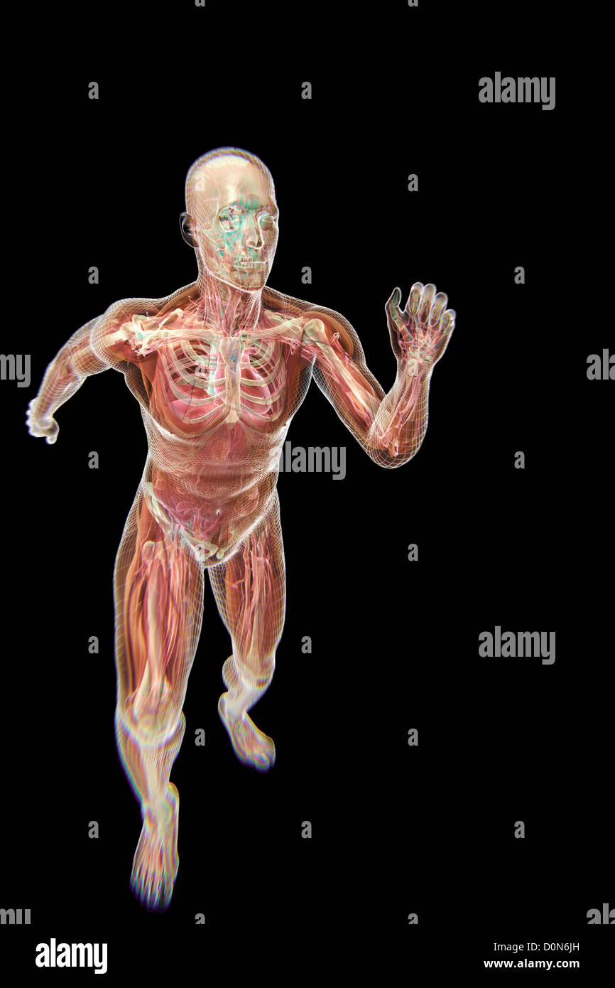 A running male figure with transparent skin to reveal the inner anatomical structures. Stock Photo