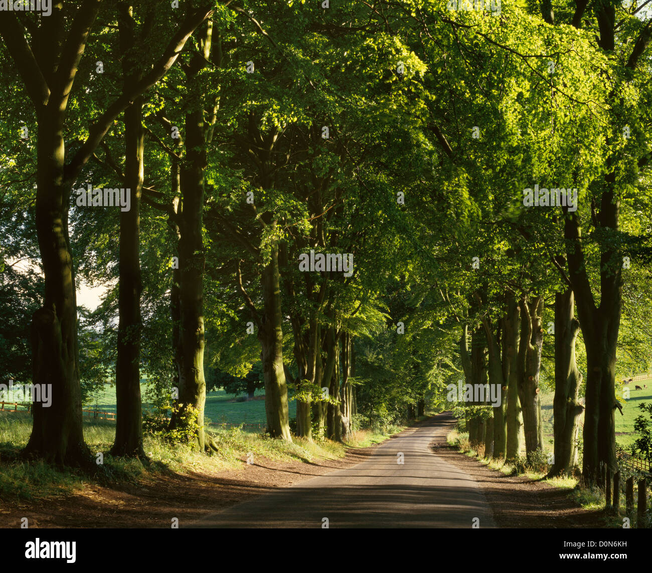 Avenue of Beech Trees on the North Downs near Great Bookham, Surrey ...