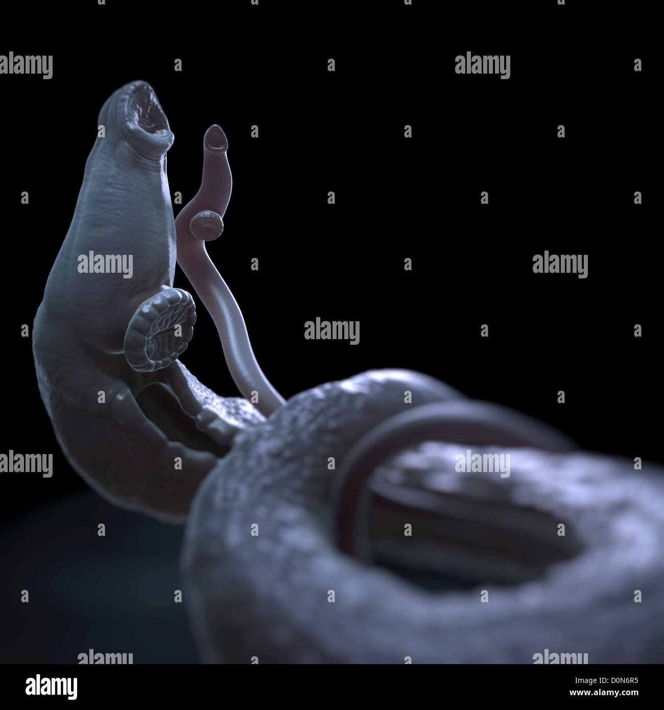 Schistosomiasis also known as snail fever is parasitic disease caused