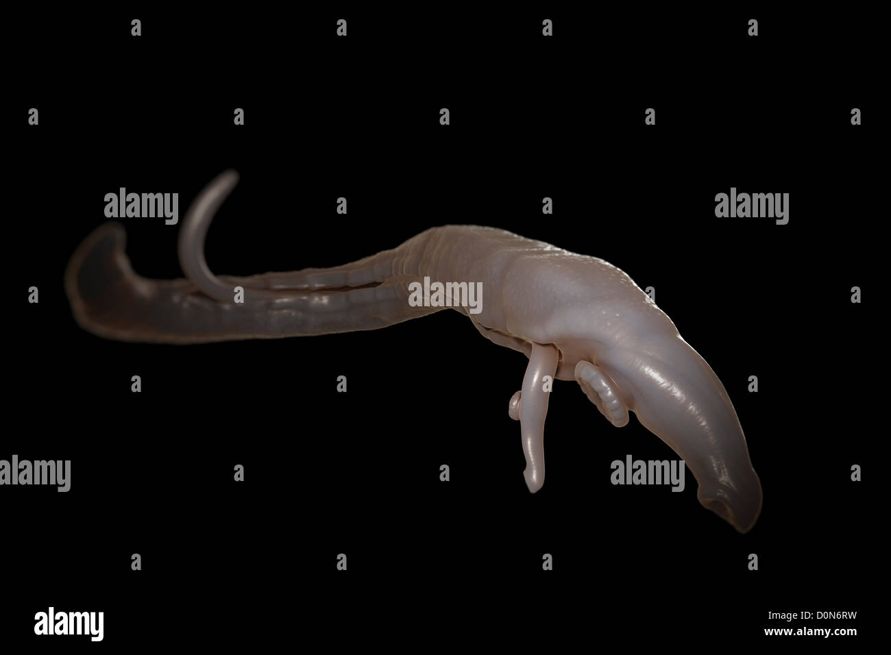 Schistosomiasis also known as snail fever is parasitic disease caused