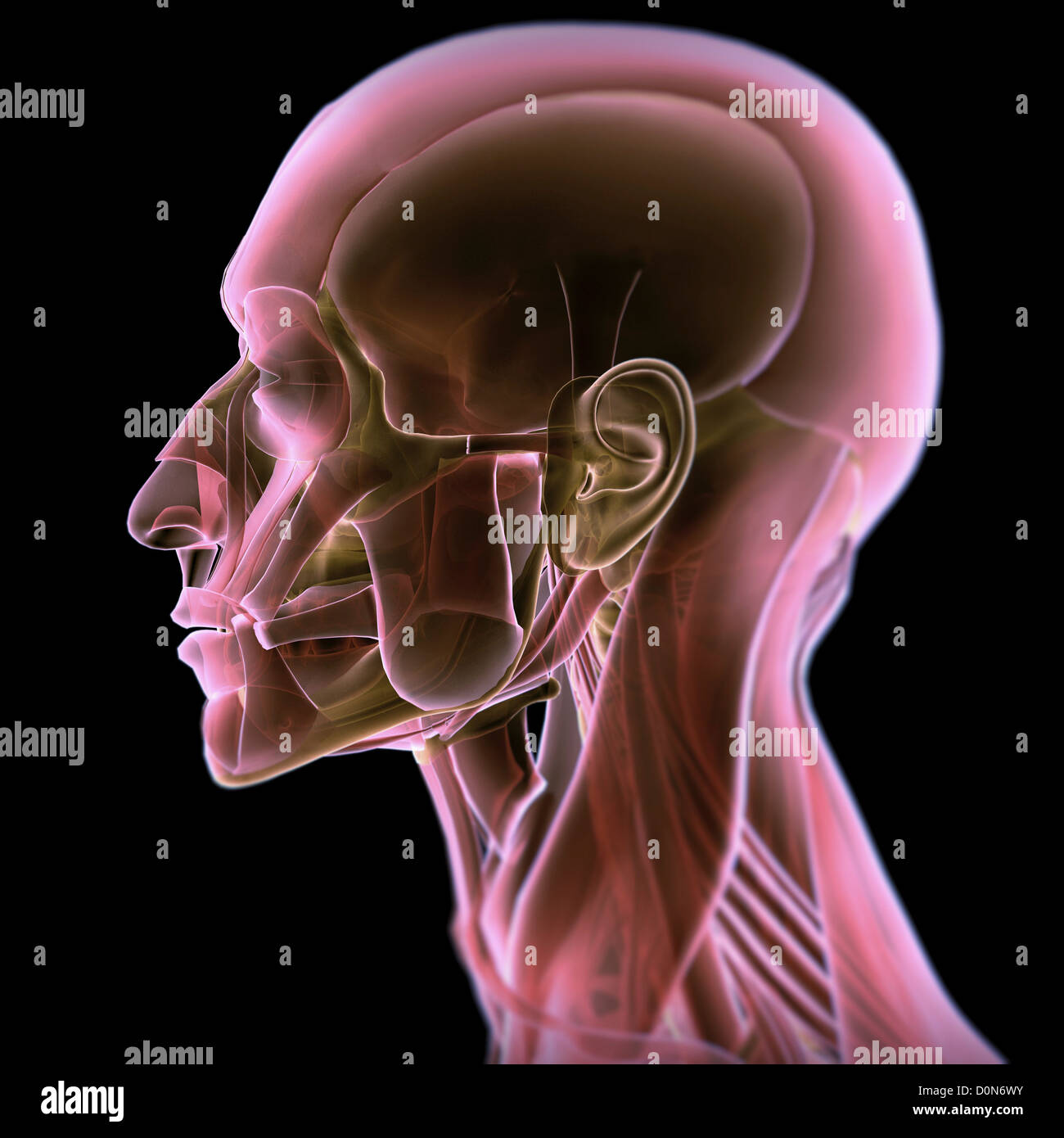 52-jaw-muscle-diagram-shalinromany