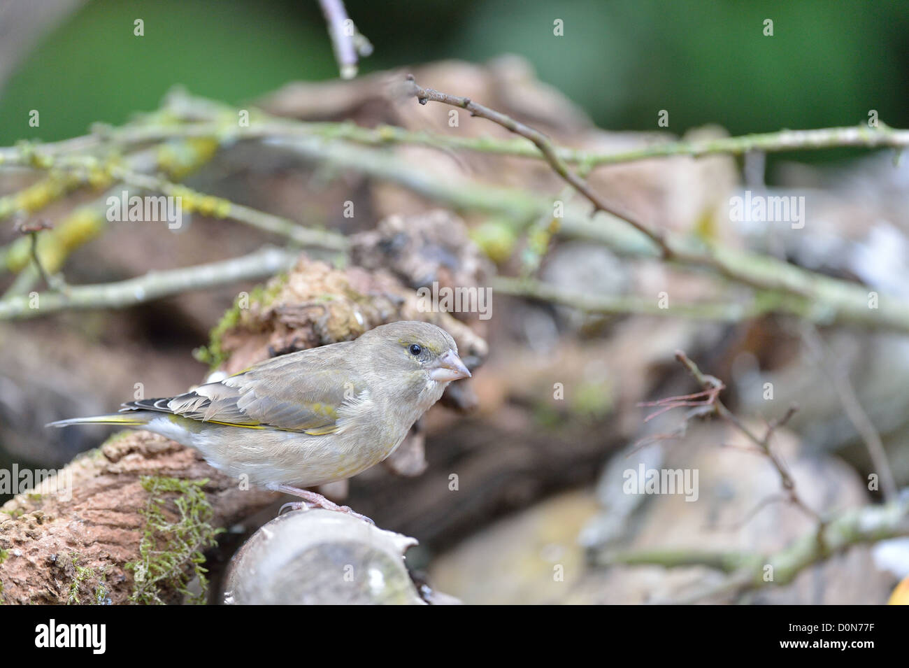 European Greenfinch (Carduelis chloris - Chloris chloris) female looking for food Stock Photo