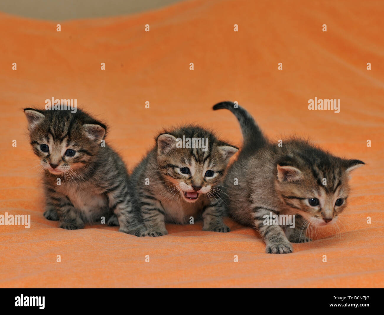 felis domestica