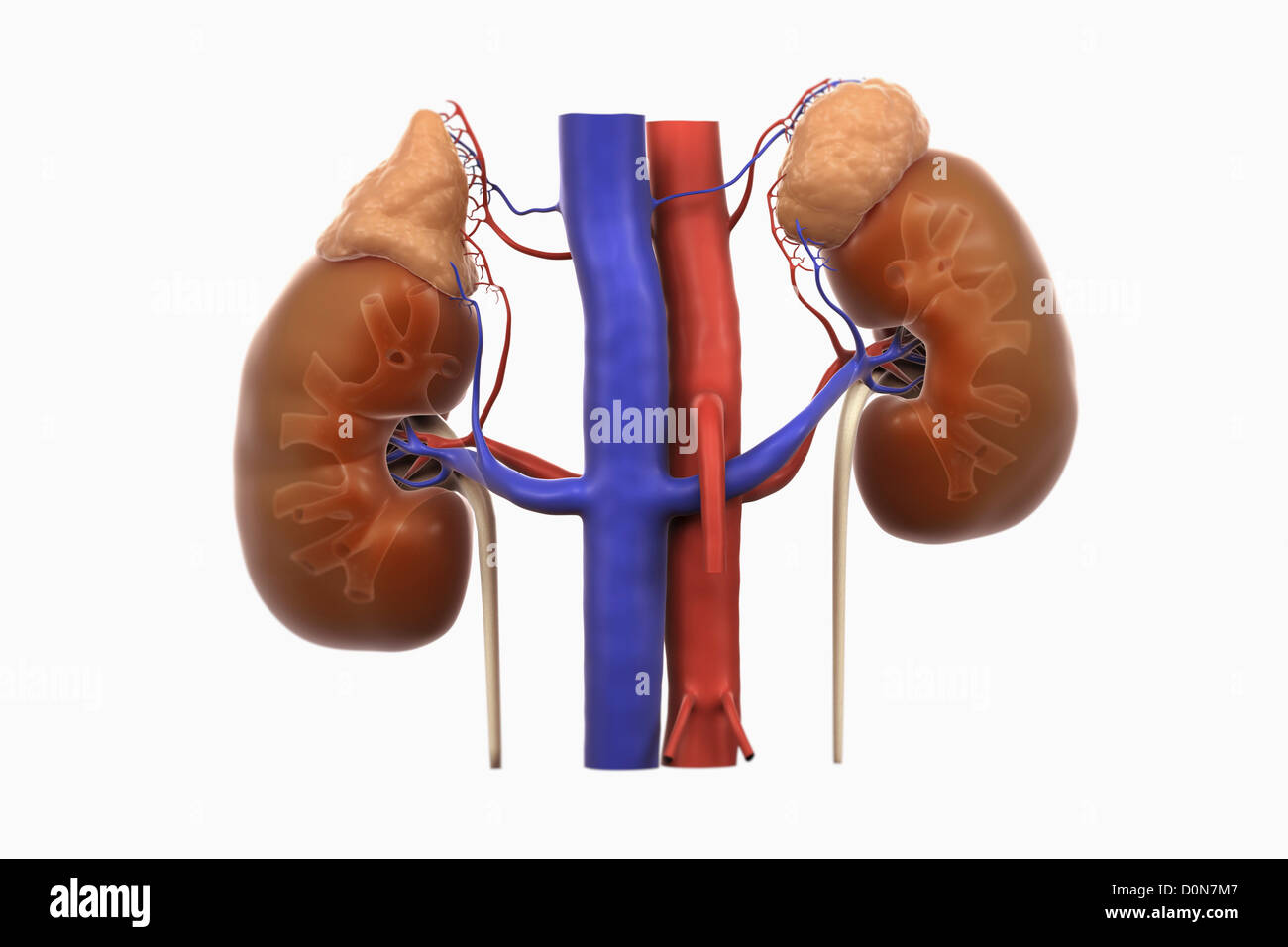 Human kidneys blood supply. right left kidneys are transparent reveal inner calyx structures. adrenal glands are also present Stock Photo