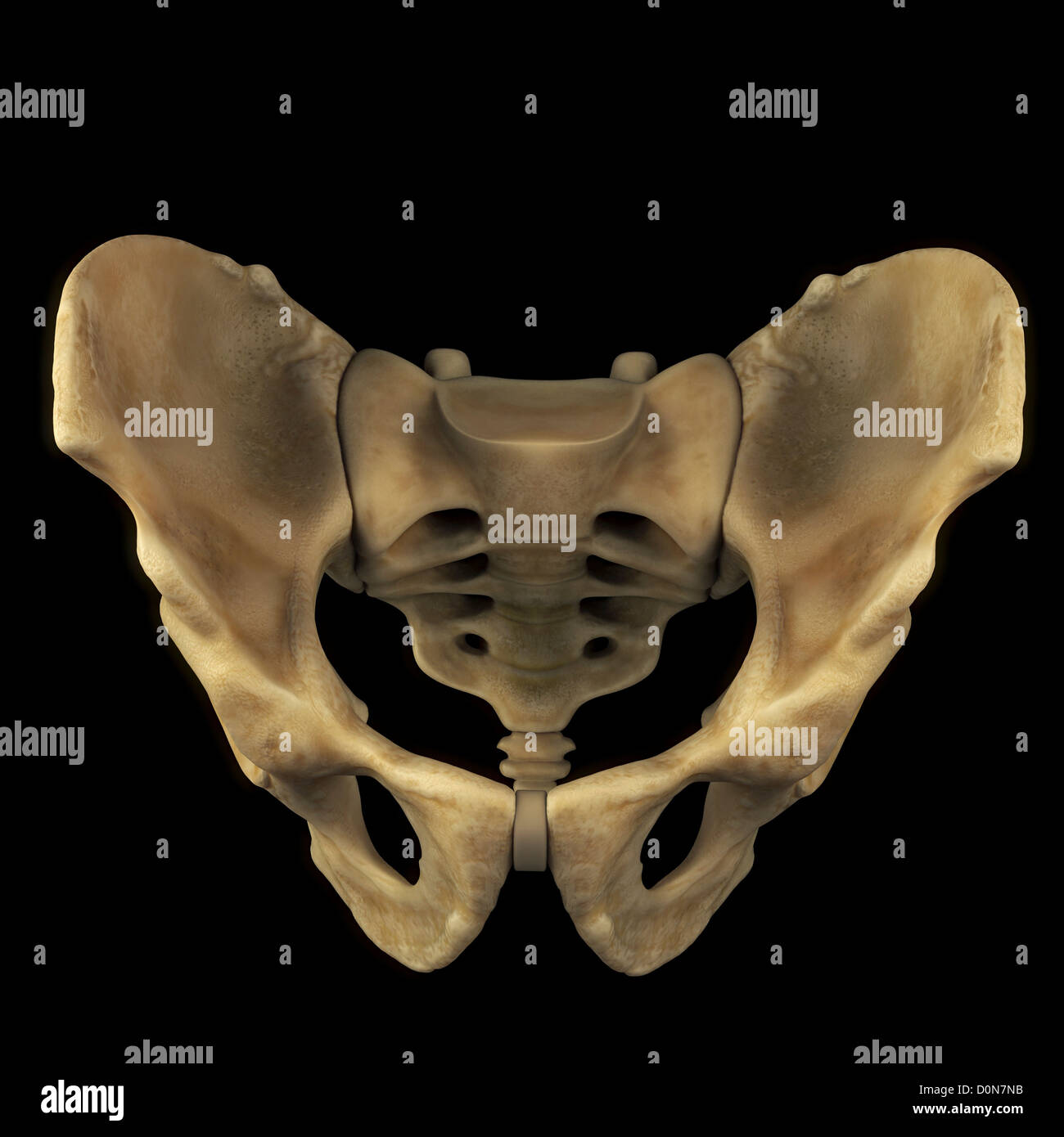 The bones of the male pelvis viewed from the front. Stock Photo
