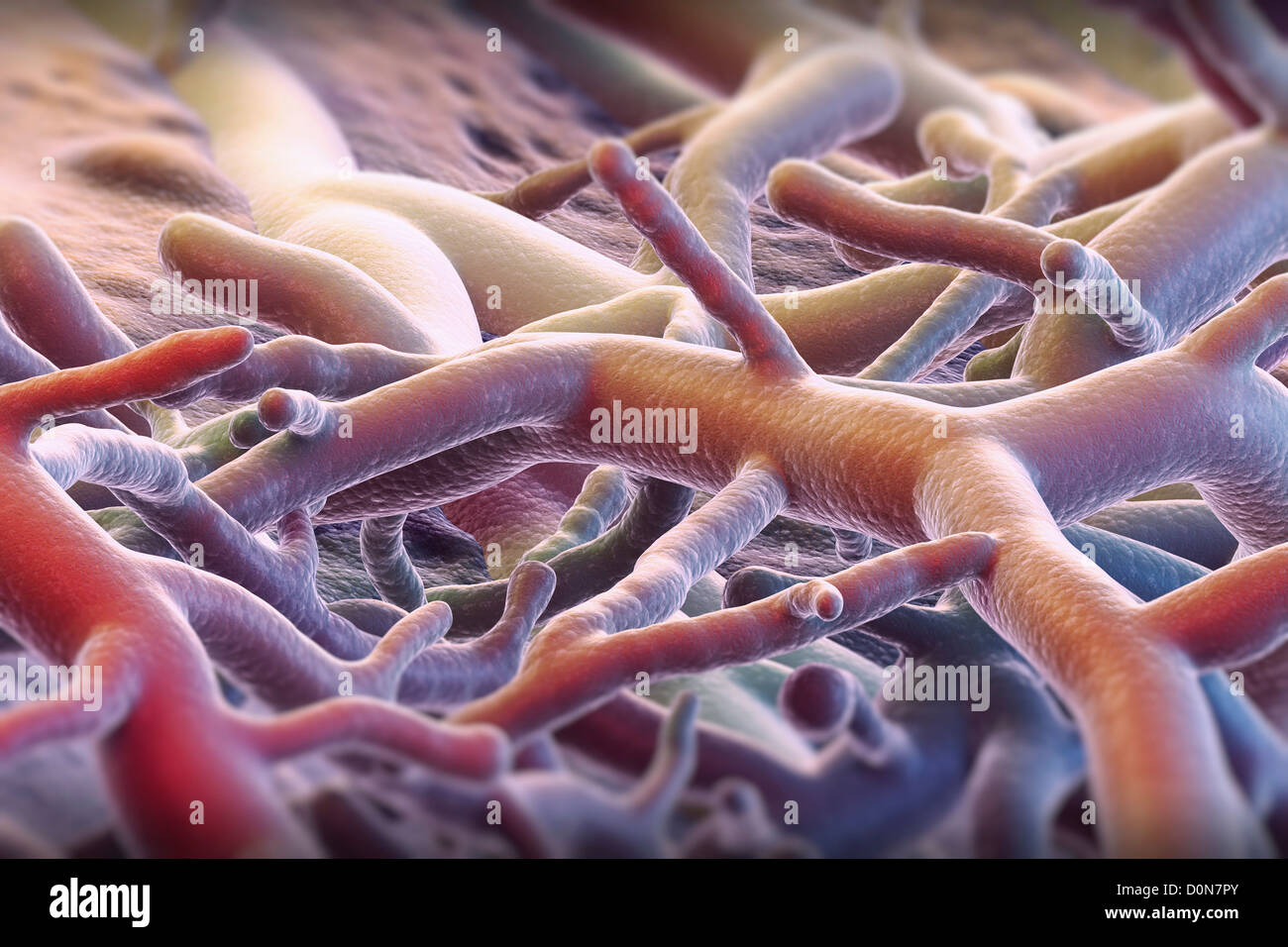 Close up view of athlete's foot fungus Stock Photo Alamy