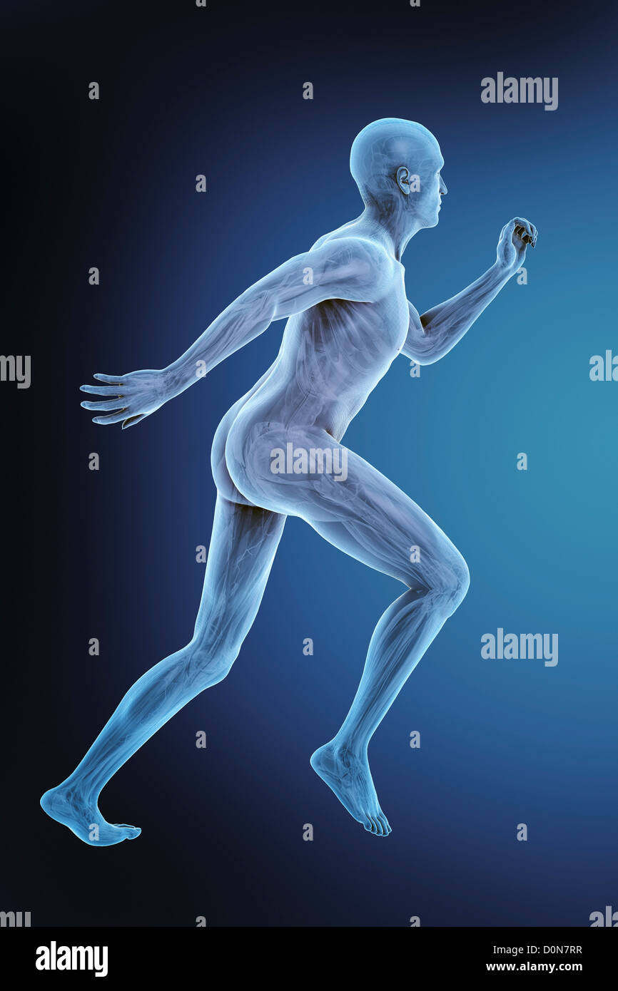 Human body anatomy organs full figure hi-res stock photography and ...