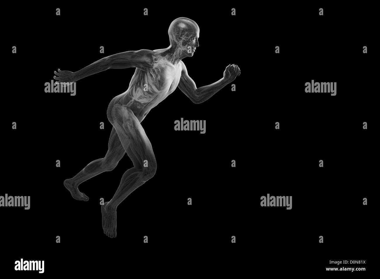 A running male figure with transparent skin to reveal the inner anatomical structures. Stock Photo