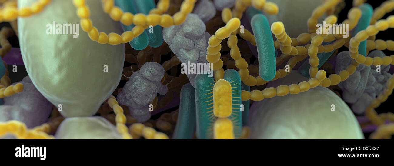 Coccus shaped bacteria hi-res stock photography and images - Alamy
